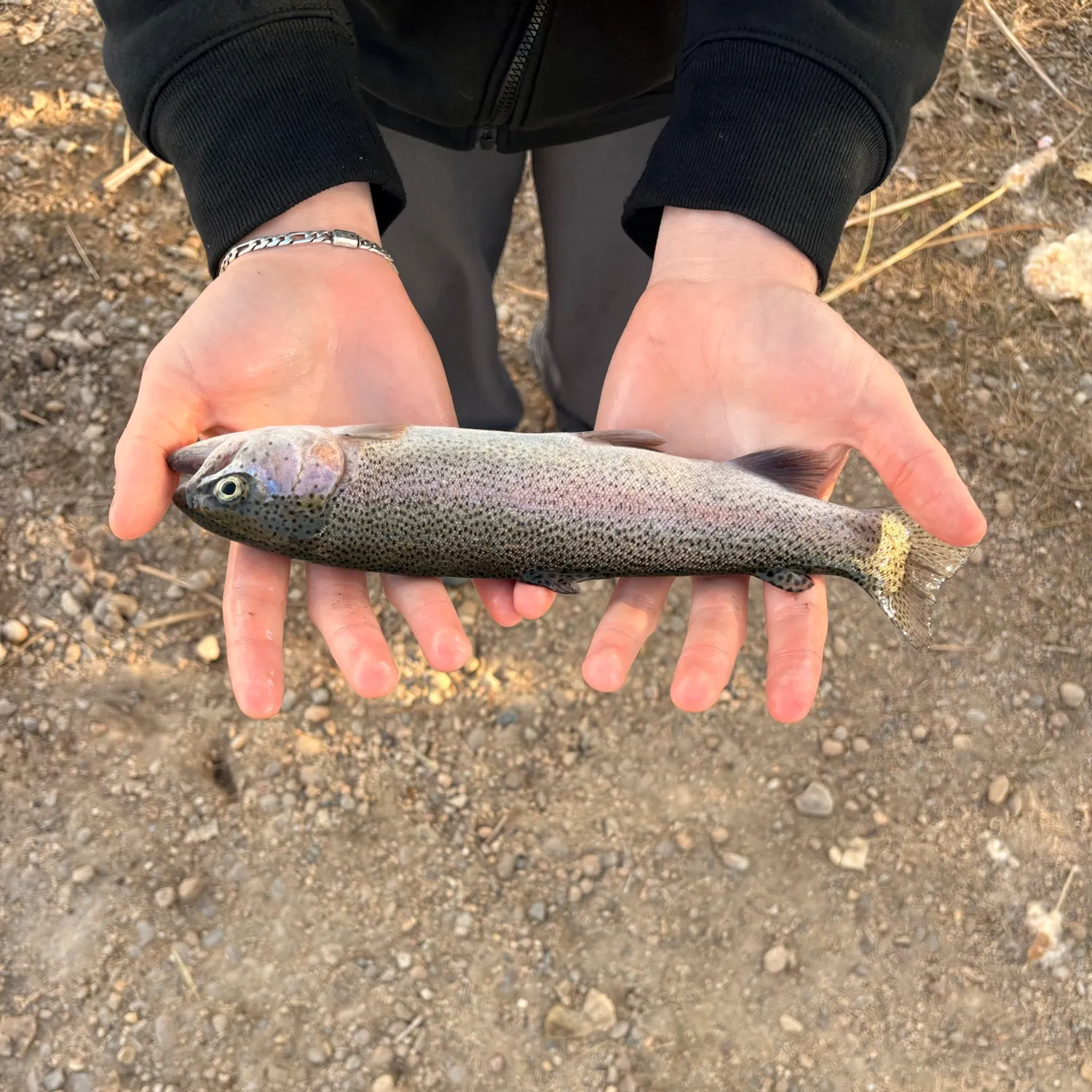 The most recent Rainbow trout catches on Fishbrain