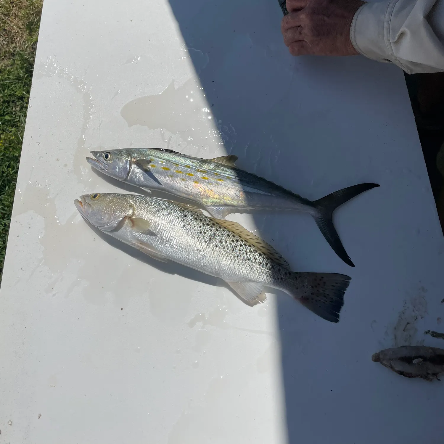 The most recent Spanish mackerel catches on Fishbrain