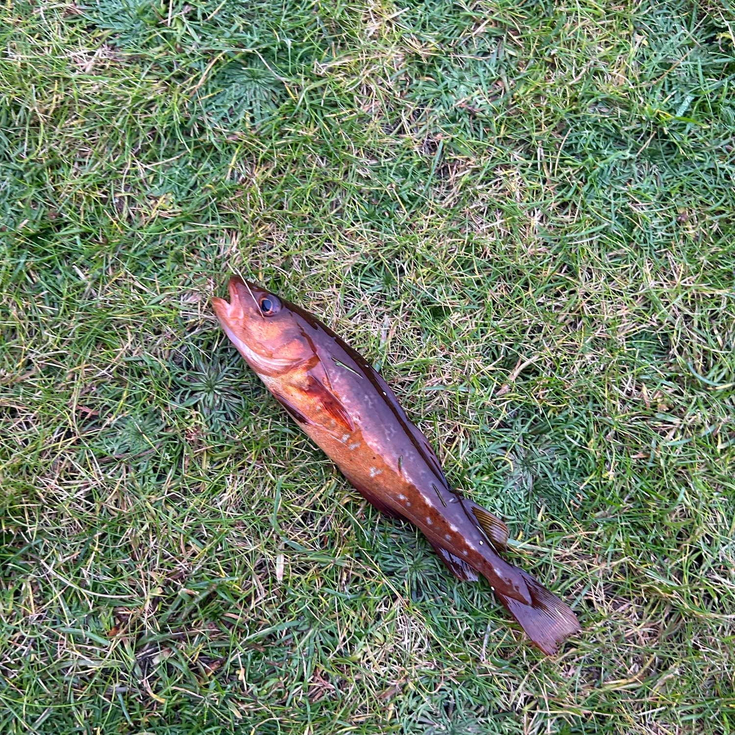 The most recent Atlantic cod catches on Fishbrain