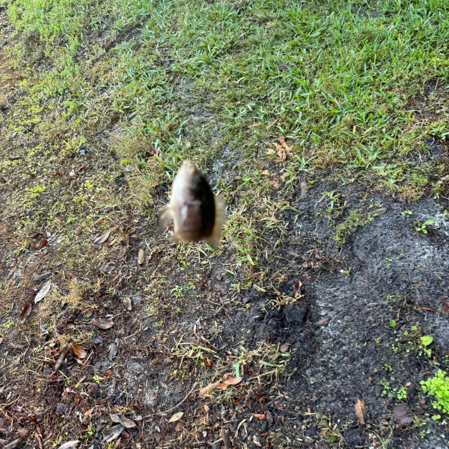 The most recent Chanchita catches on Fishbrain