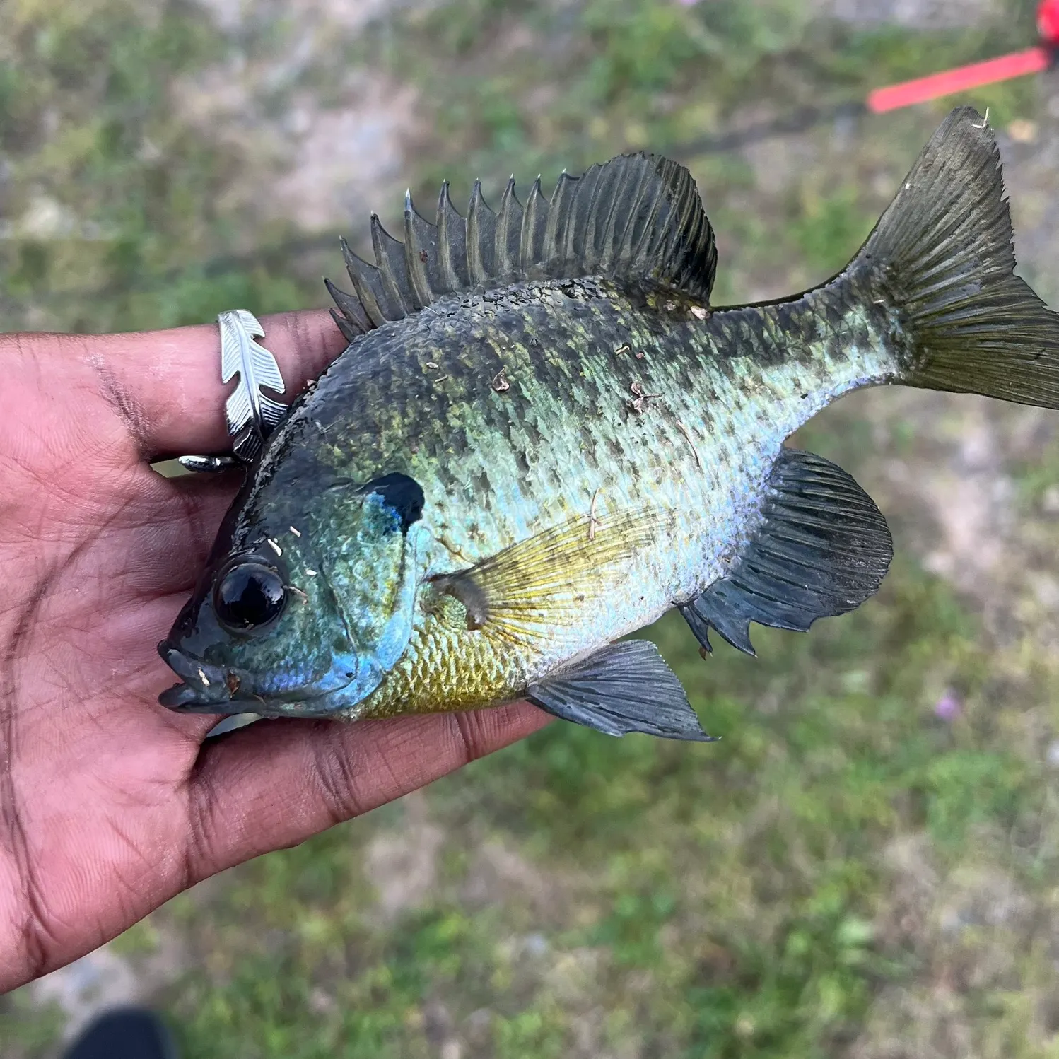 Bluegill caught on Fishbrain