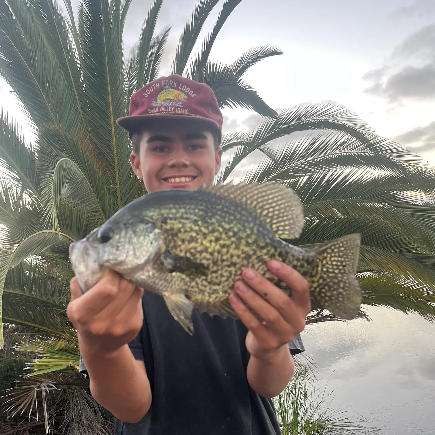 Black crappie caught on Fishbrain