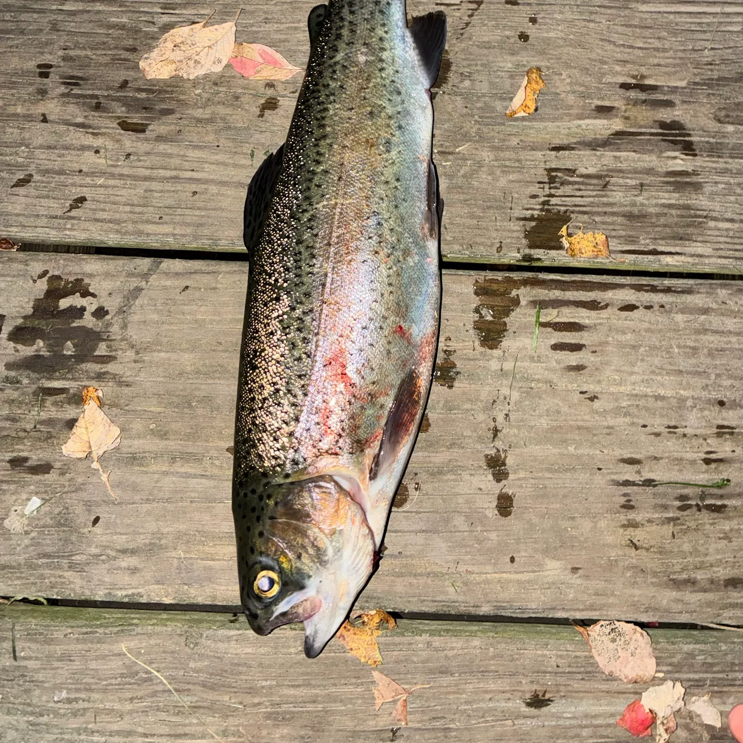 Rainbow trout caught on Fishbrain