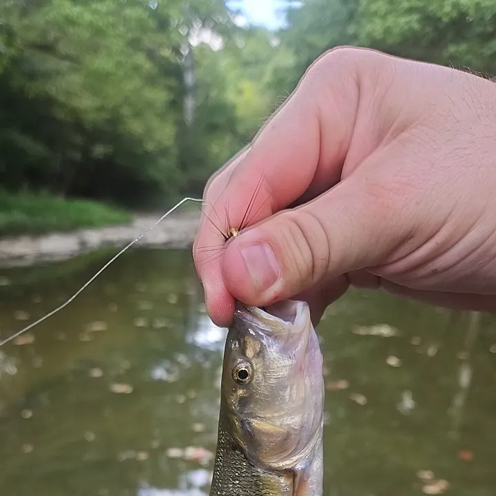 Hornyhead chub caught on Fishbrain