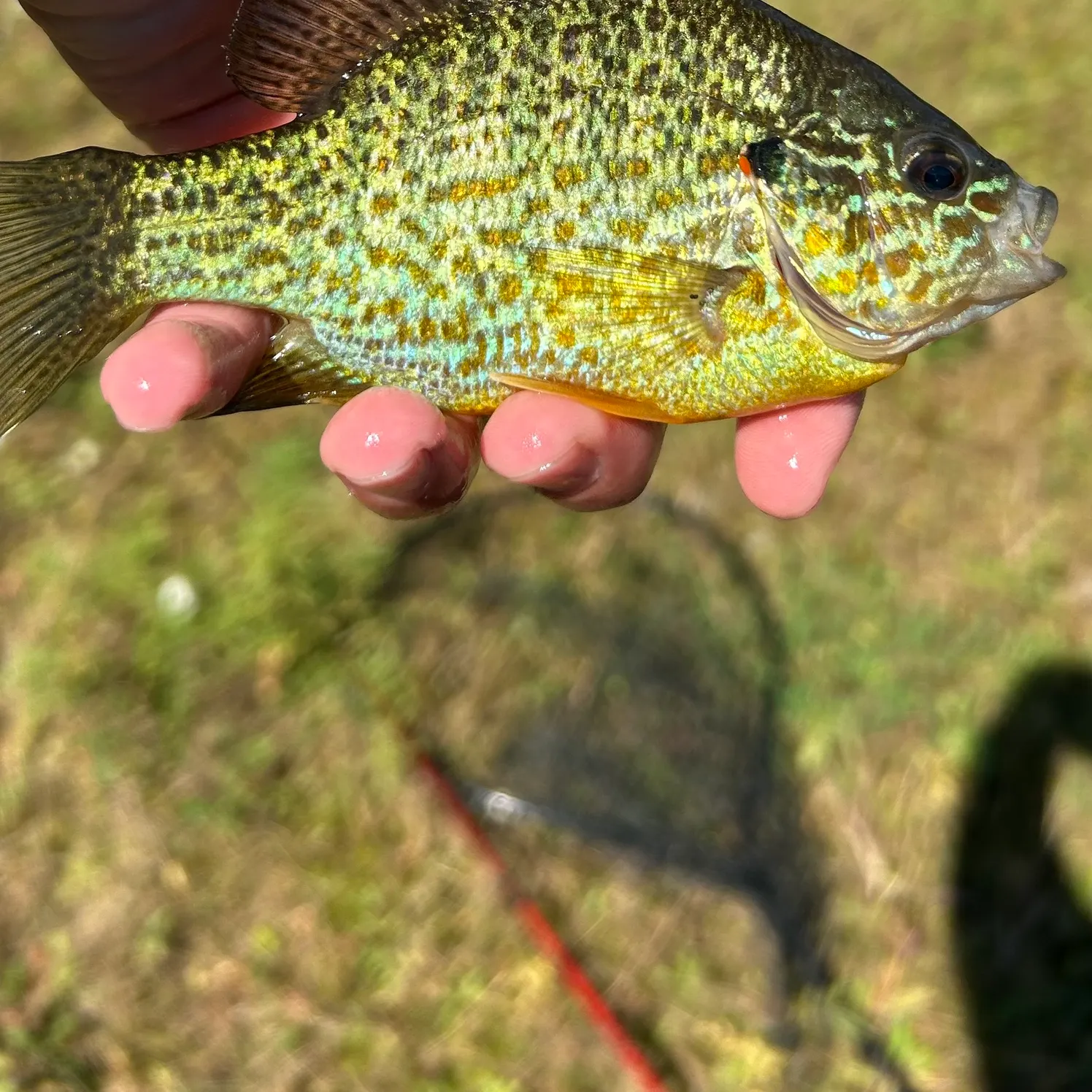 Pumpkinseed caught on Fishbrain