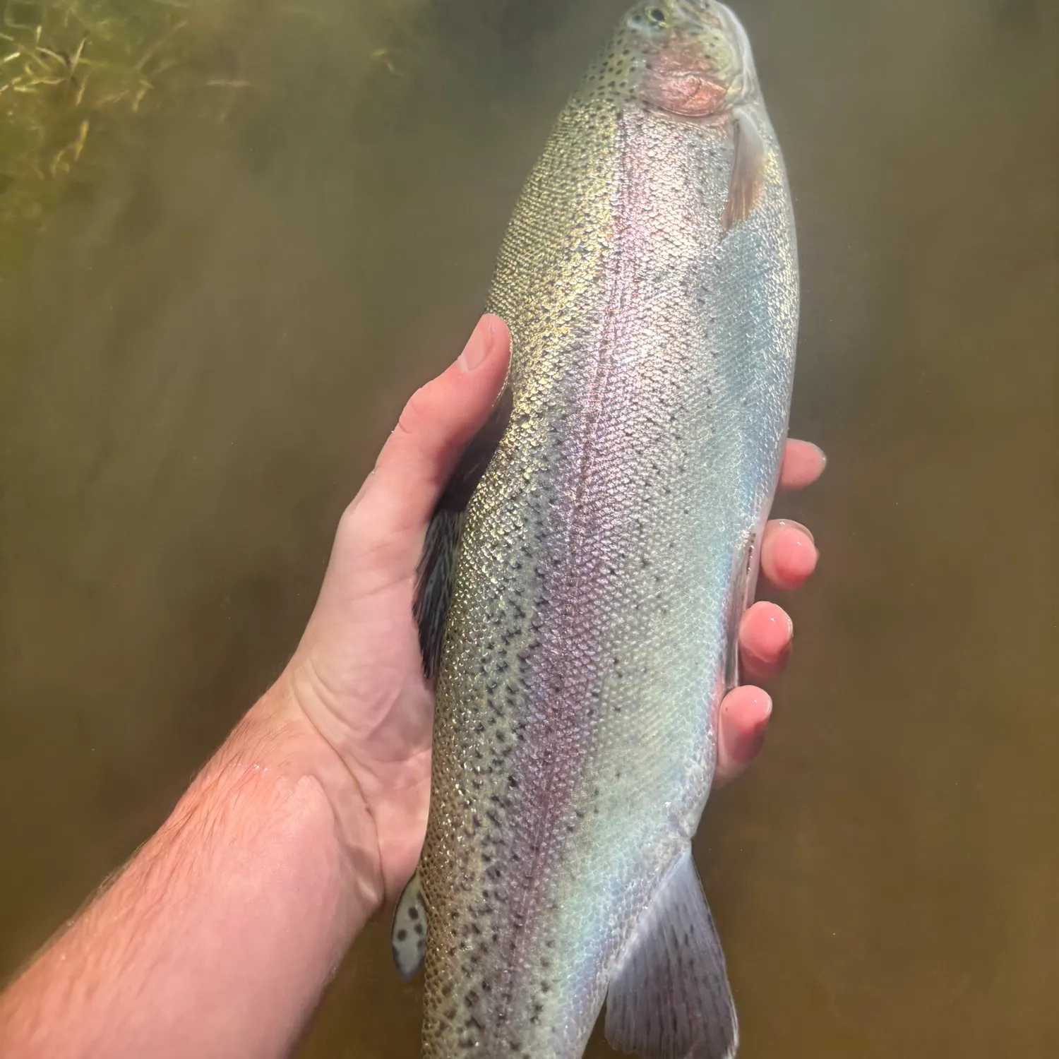 Rainbow trout caught on Fishbrain