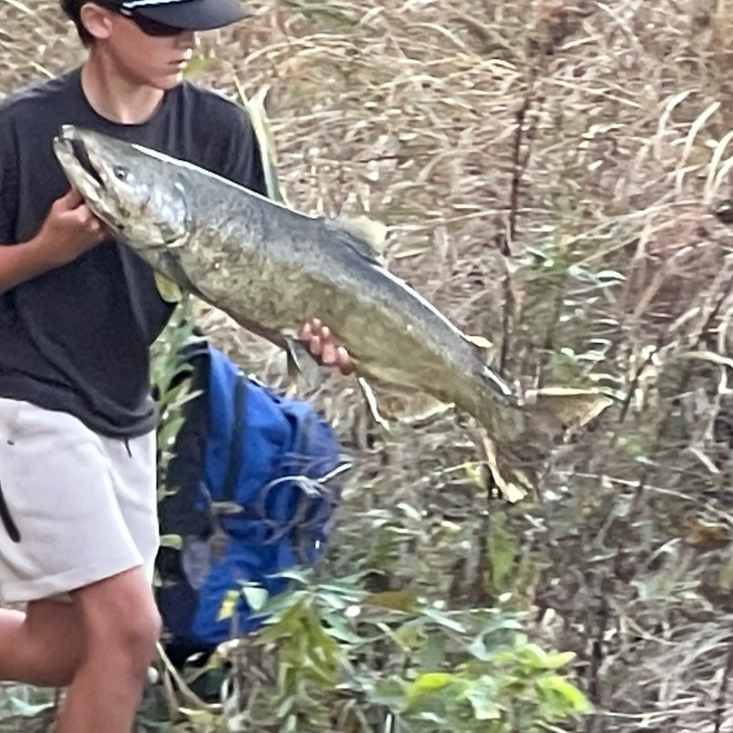Chinook salmon caught on Fishbrain