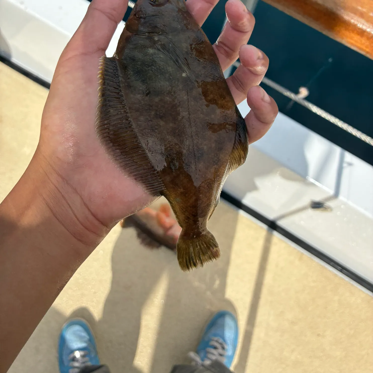 The most recent Pacific sanddab catches on Fishbrain