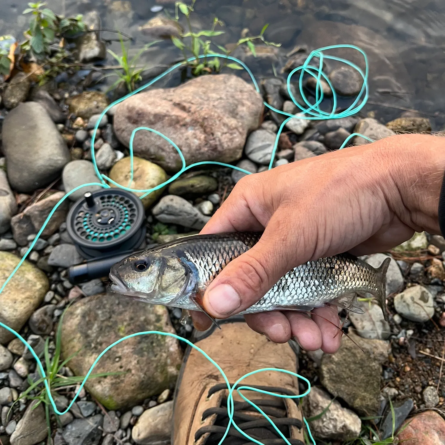 Fallfish caught on Fishbrain