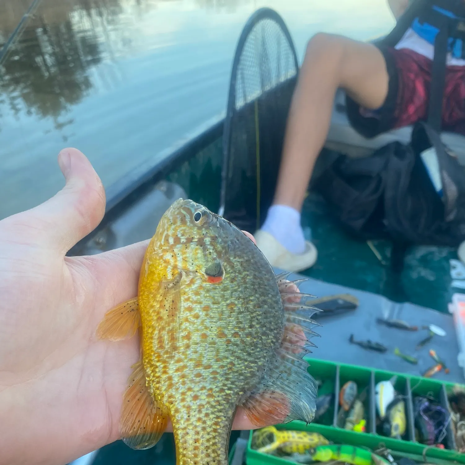 The most recent Pumpkingill hybrid catches on Fishbrain