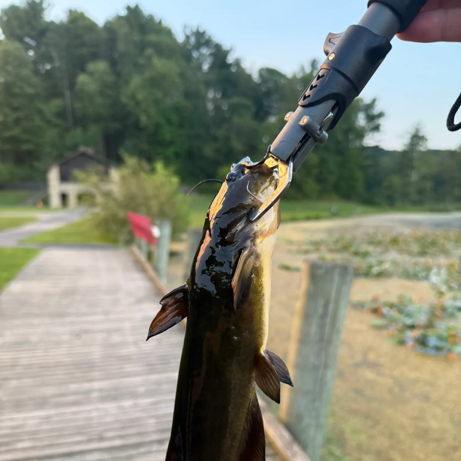 Channel catfish caught on Fishbrain