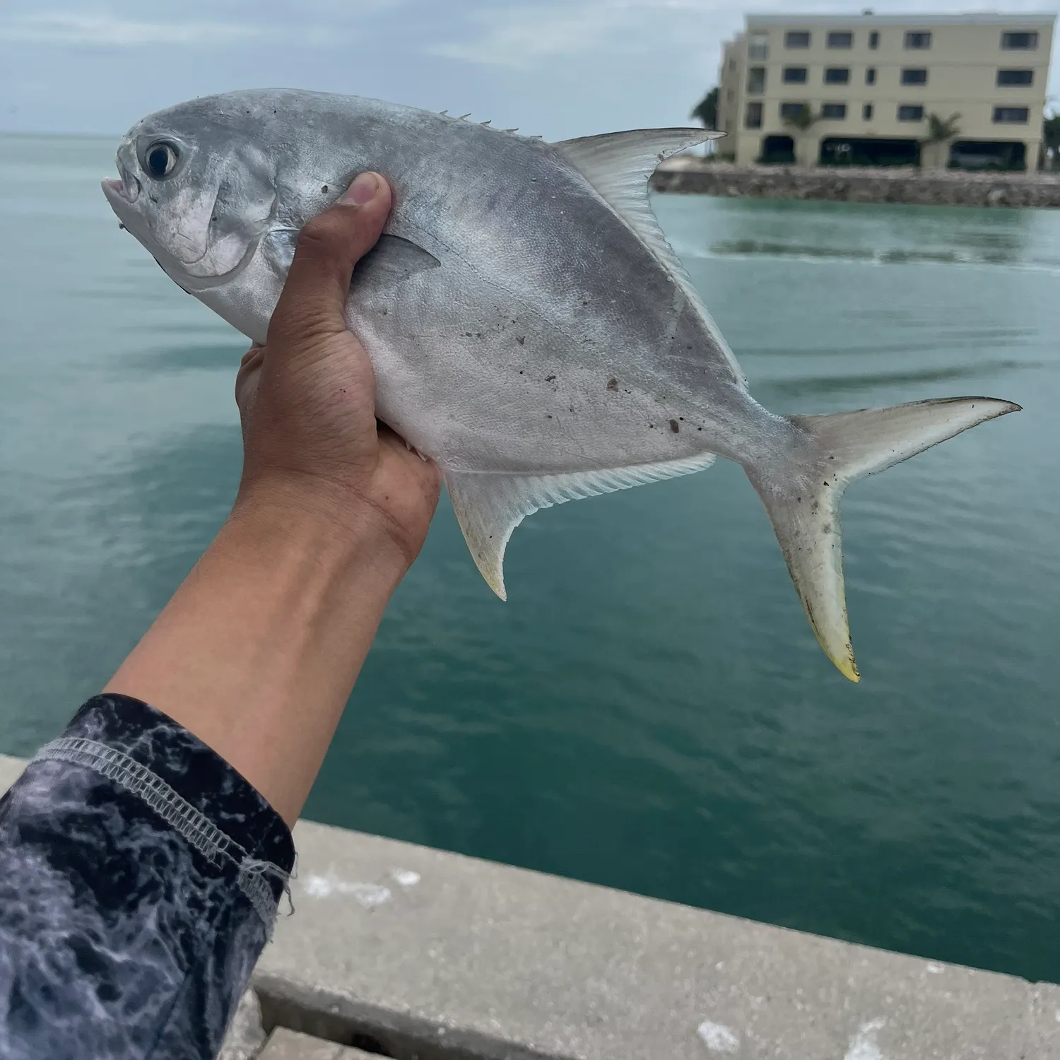 The most recent Florida pompano catches on Fishbrain