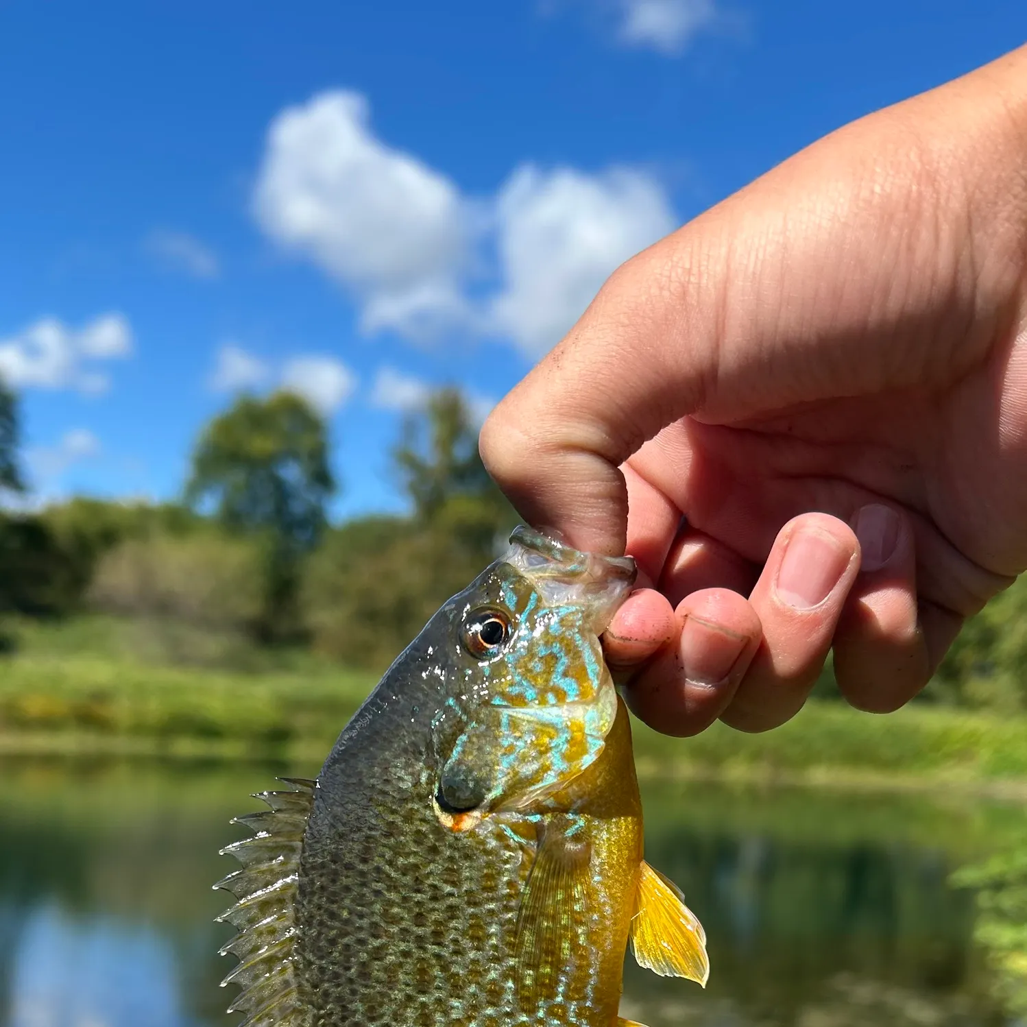 Pumpkinseed x green sunfish caught on Fishbrain