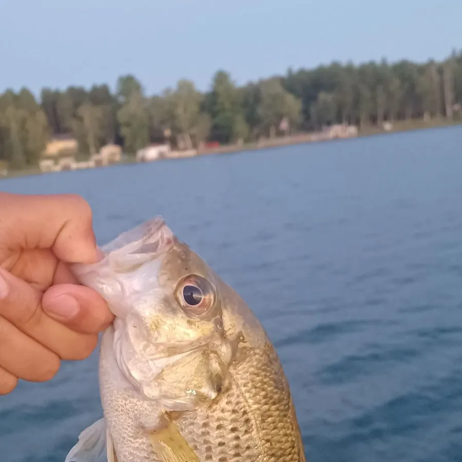 Rock bass caught on Fishbrain