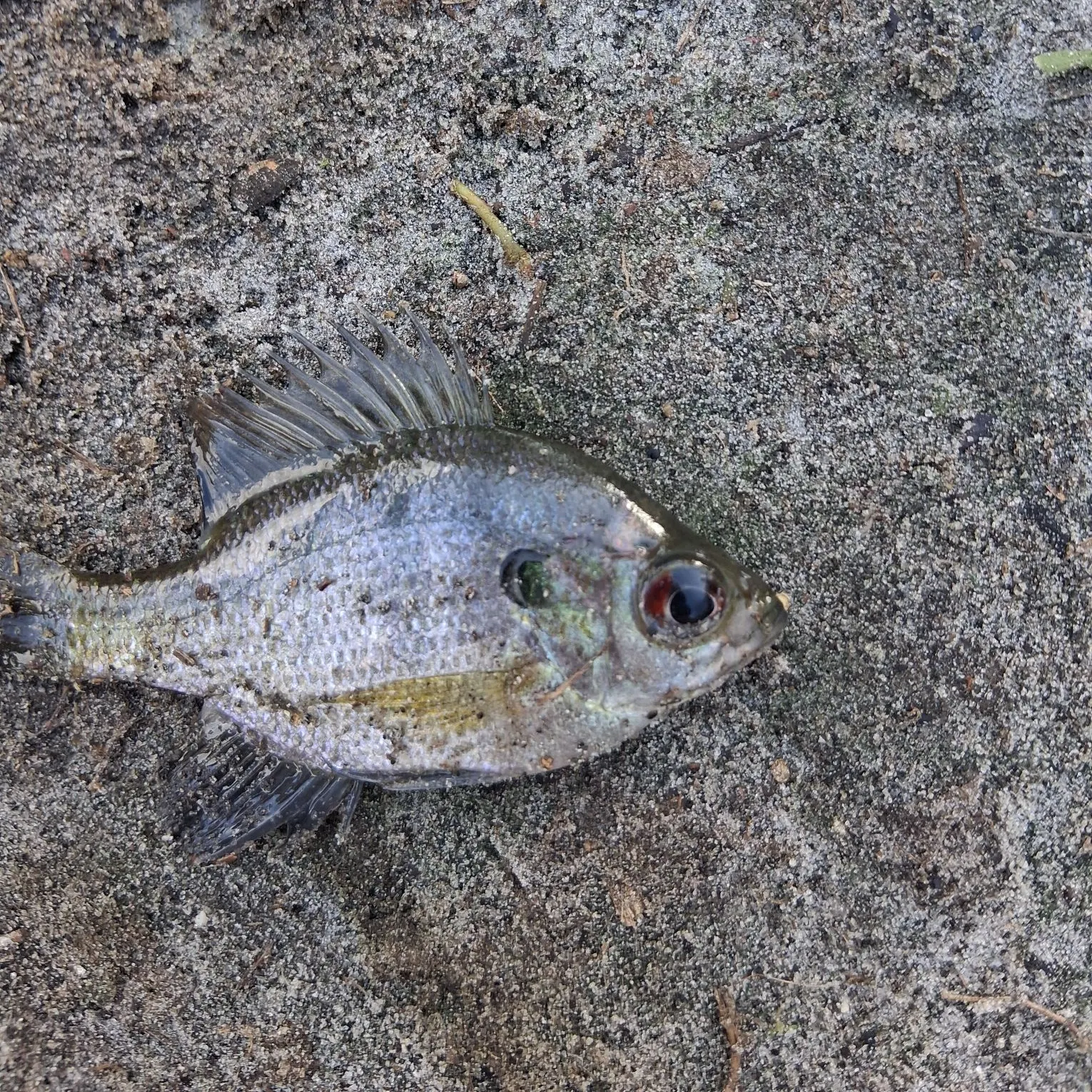 The most recent Coppernose bluegill catches on Fishbrain