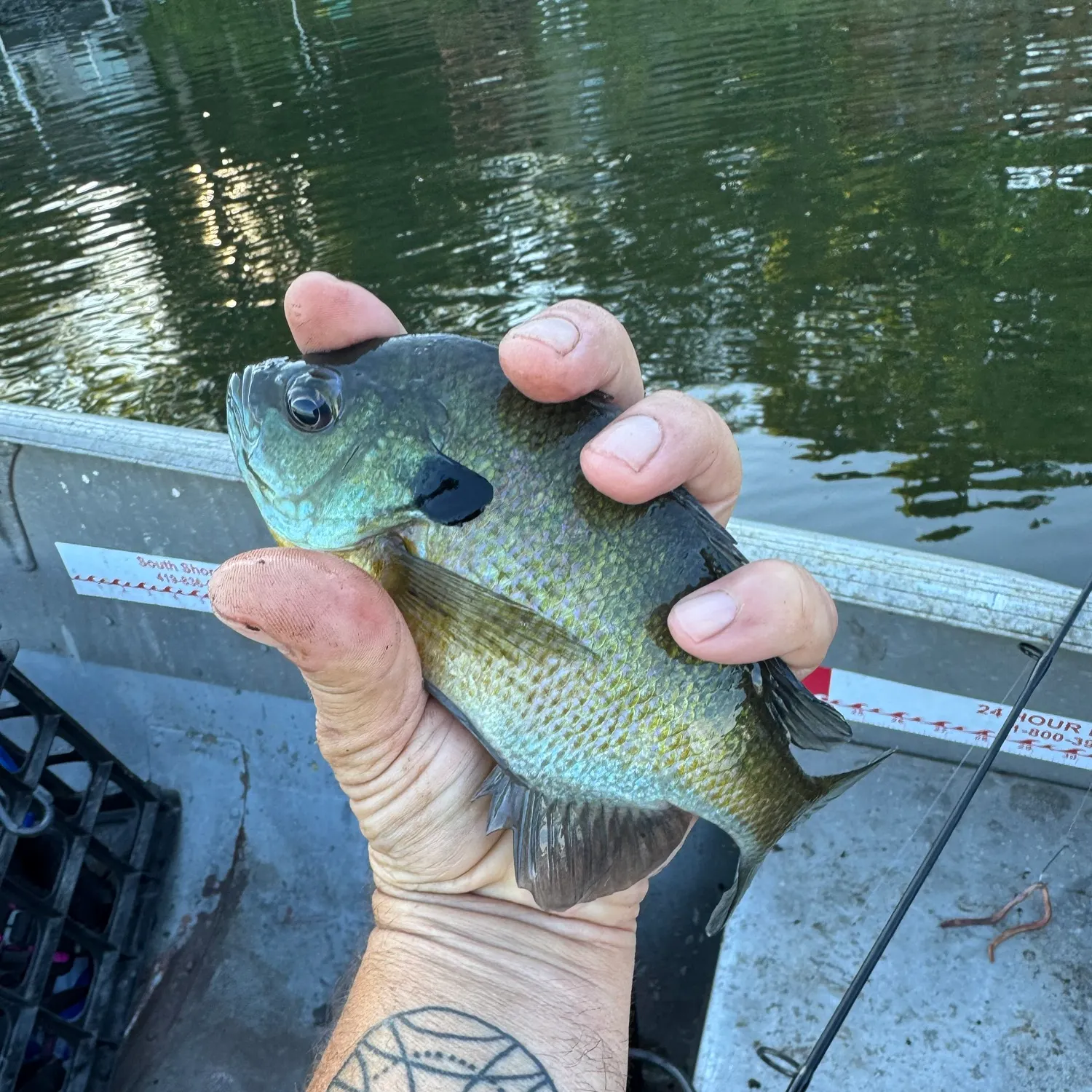 Greengill hybrid caught on Fishbrain