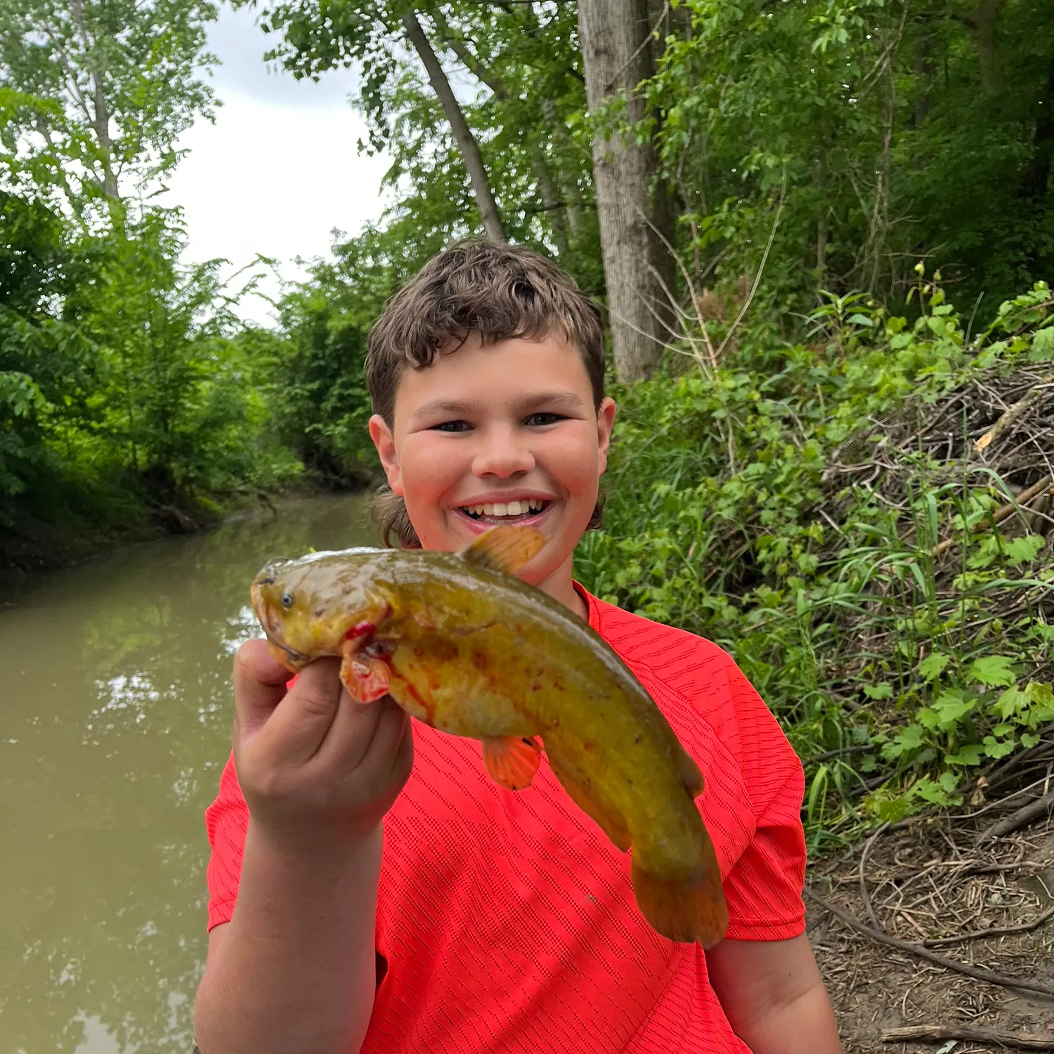 The most recent Brown bullhead catches on Fishbrain