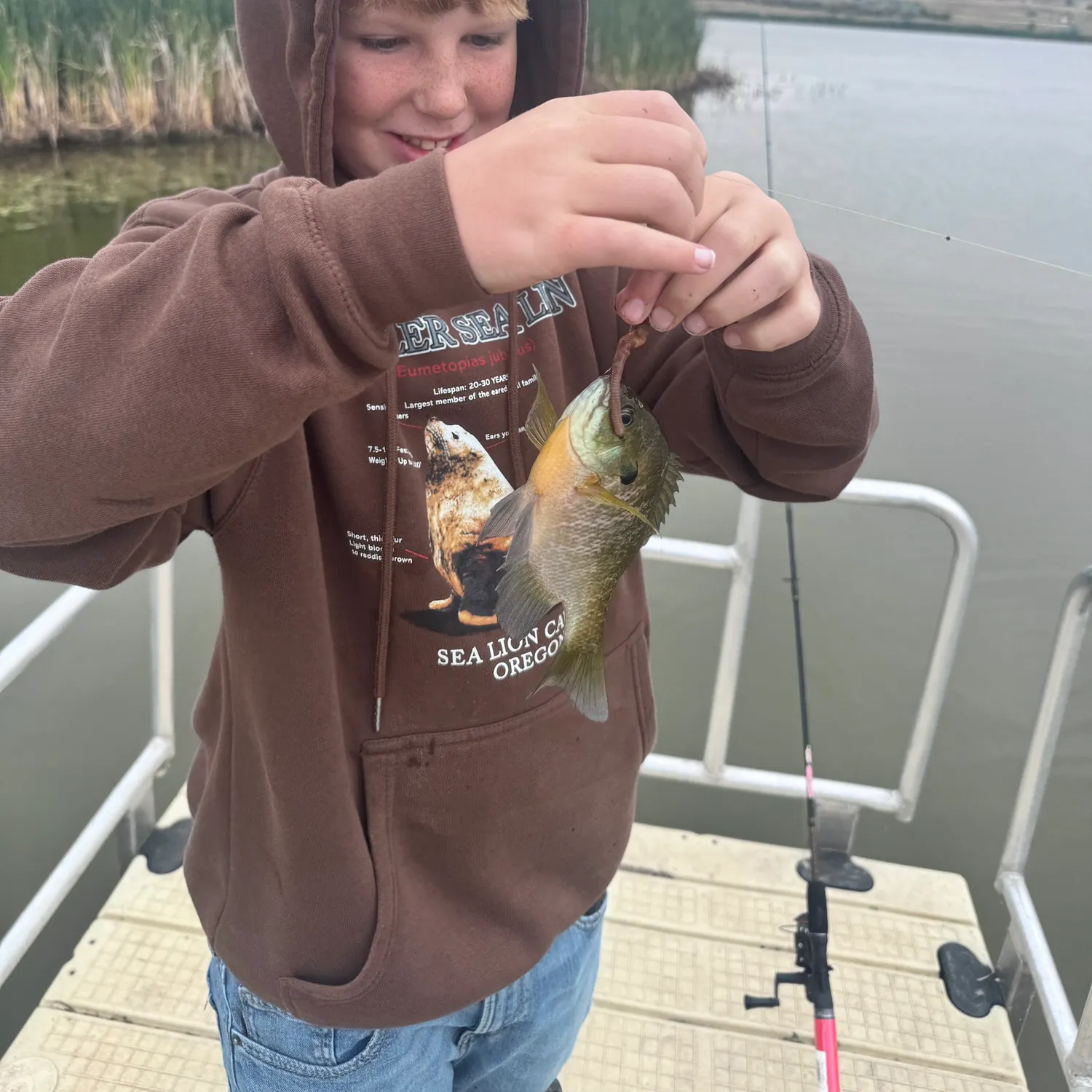 Bluegill caught on Fishbrain