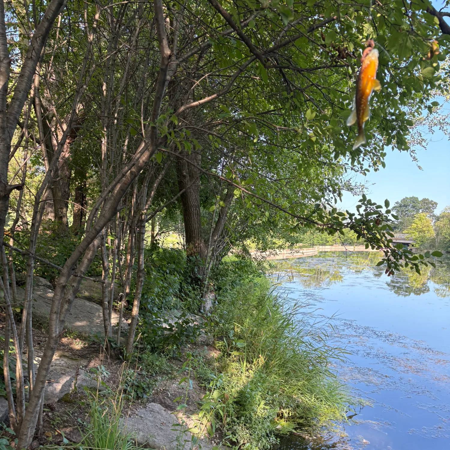 Pumpkinseed caught on Fishbrain