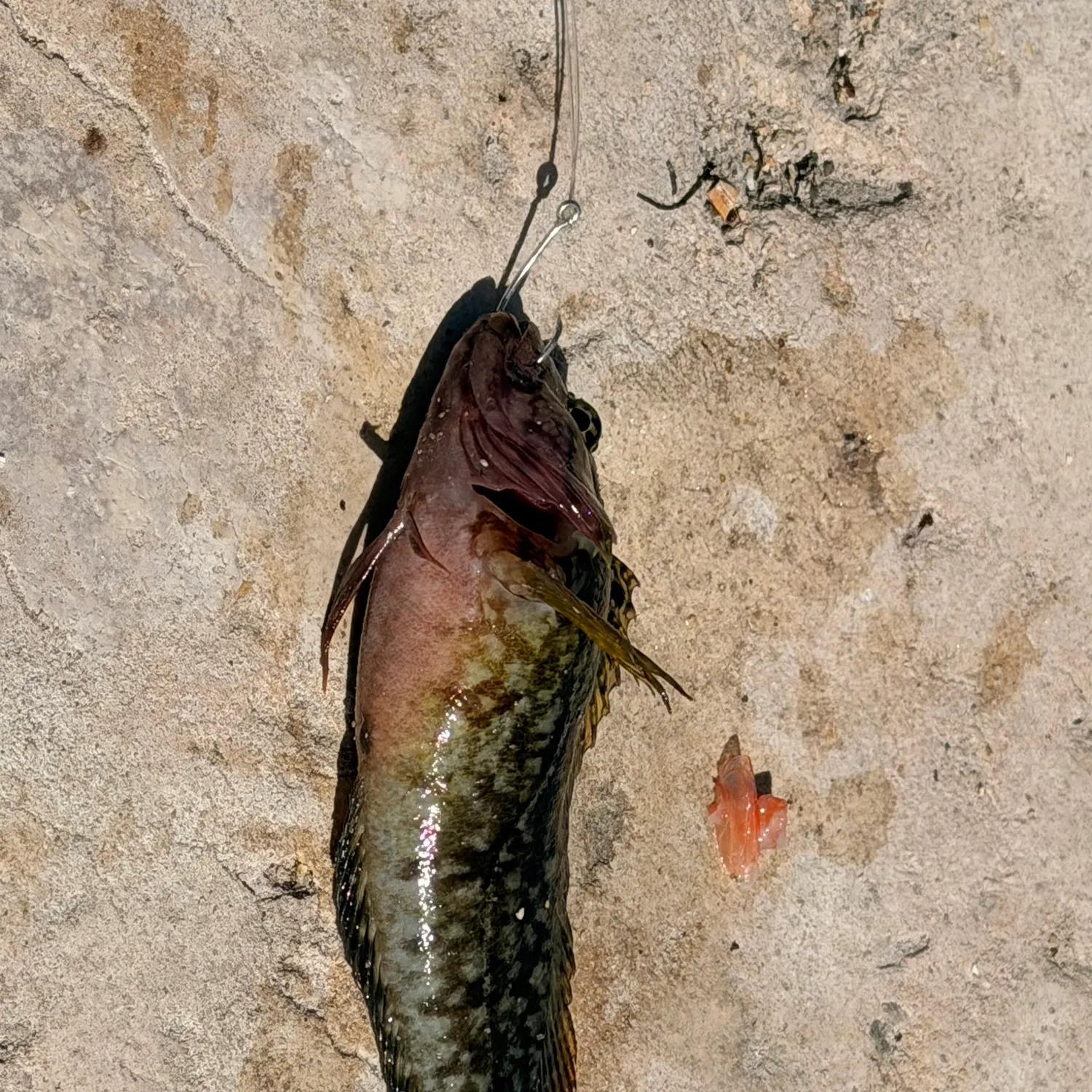 The most recent Hairy blenny catches on Fishbrain