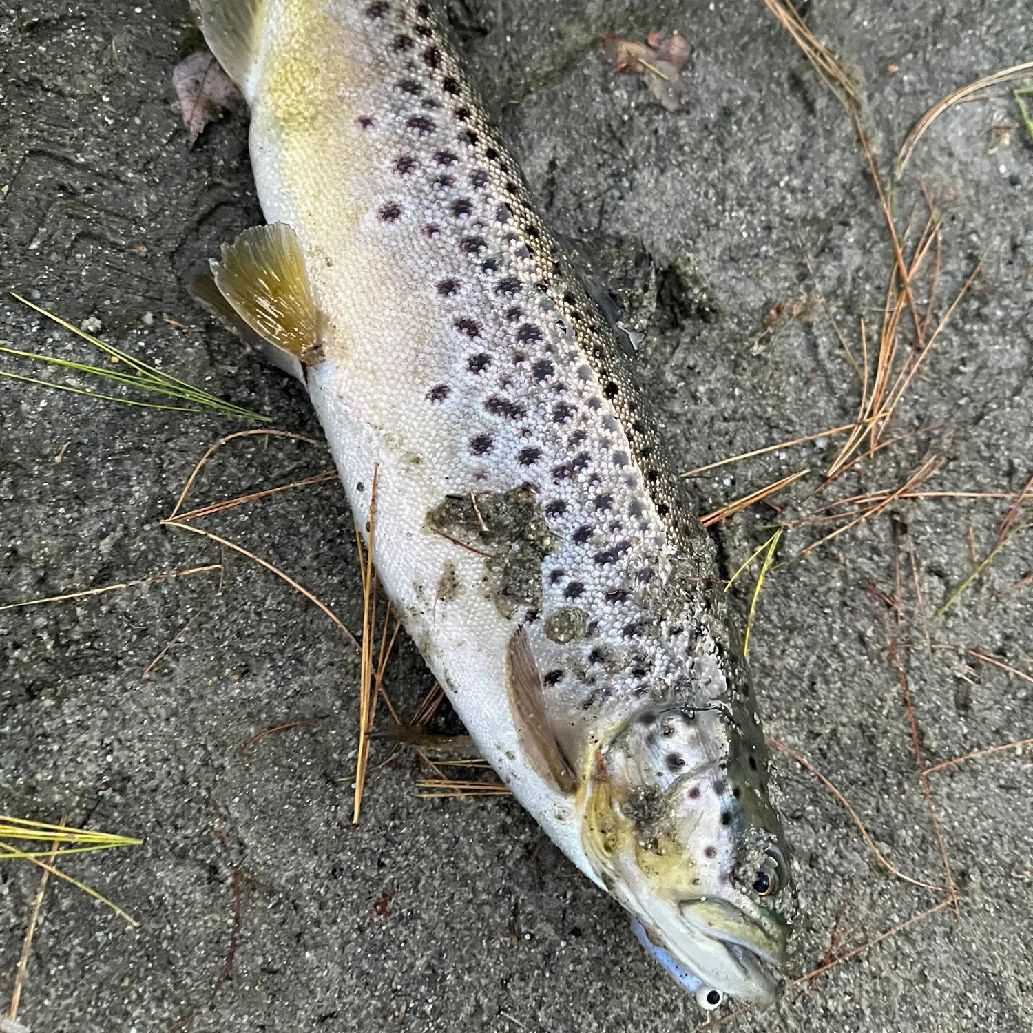 Brown trout caught on Fishbrain
