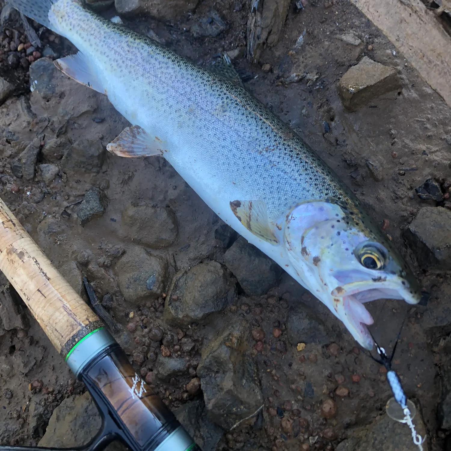 Rainbow trout caught on Fishbrain