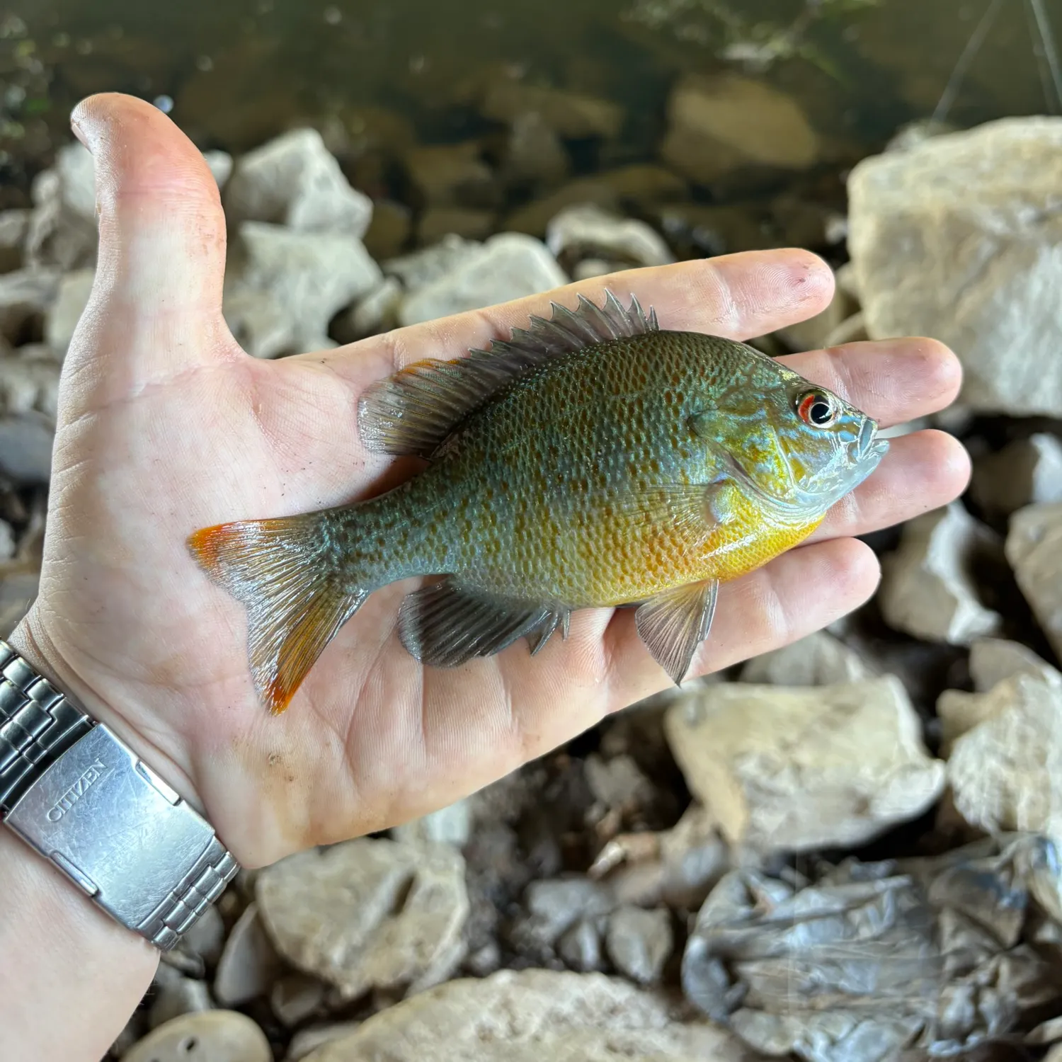 catch