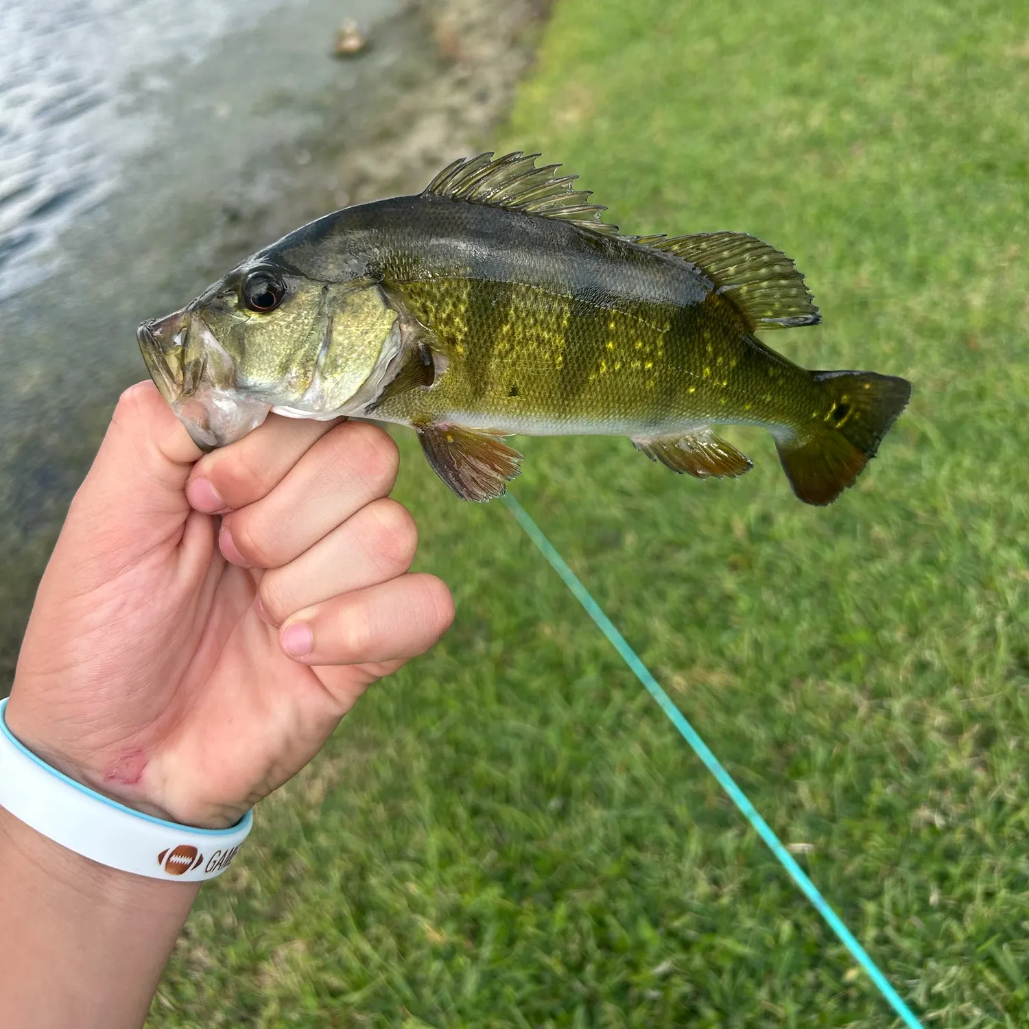 Butterfly peacock bass caught on Fishbrain