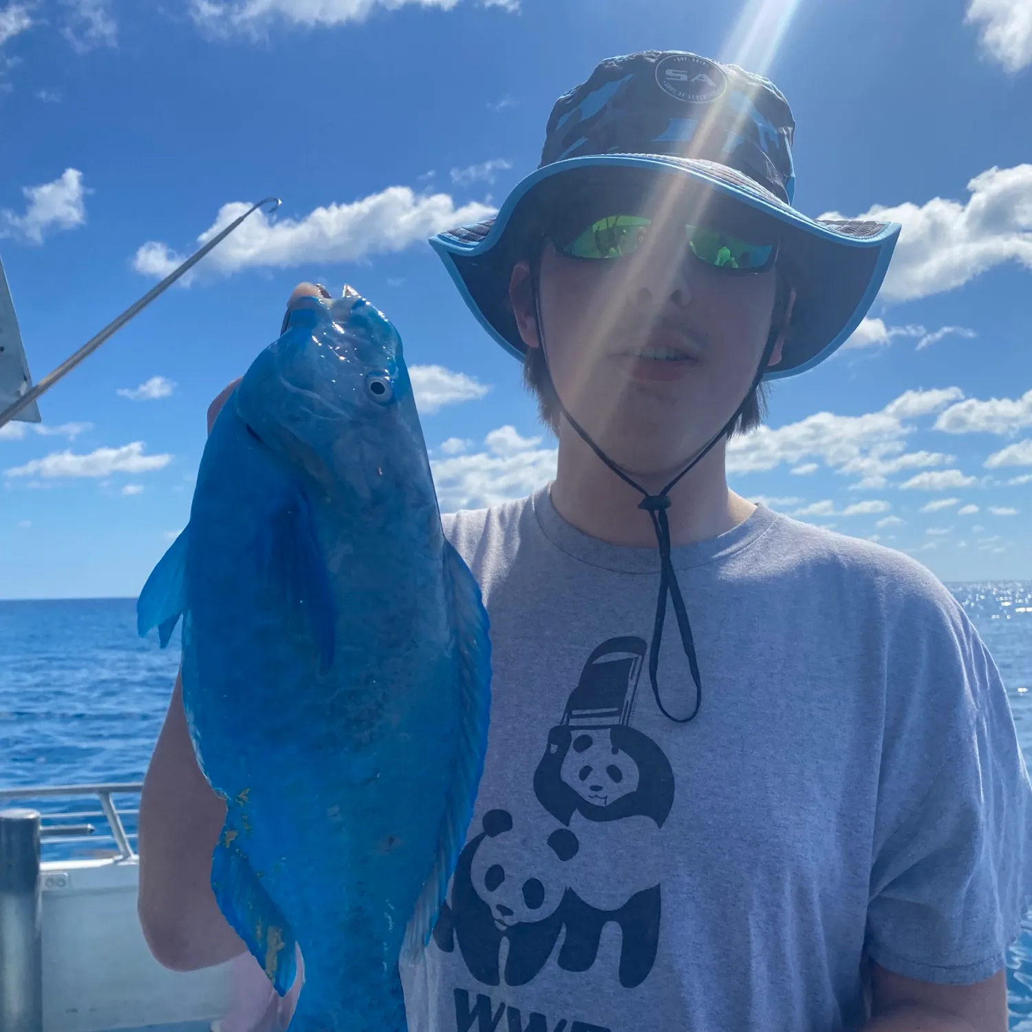 The most recent Blue parrotfish catches on Fishbrain