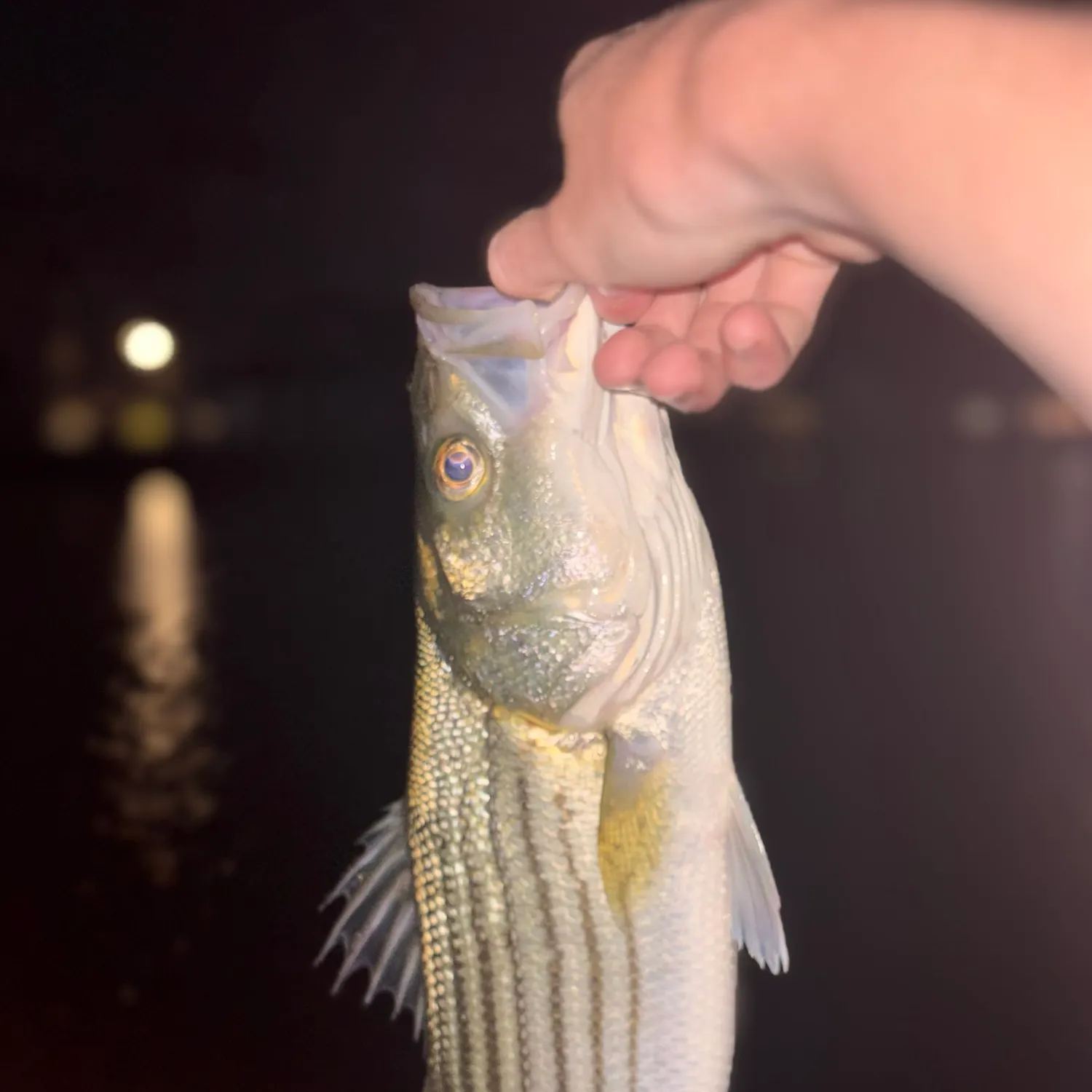 Striped bass caught on Fishbrain
