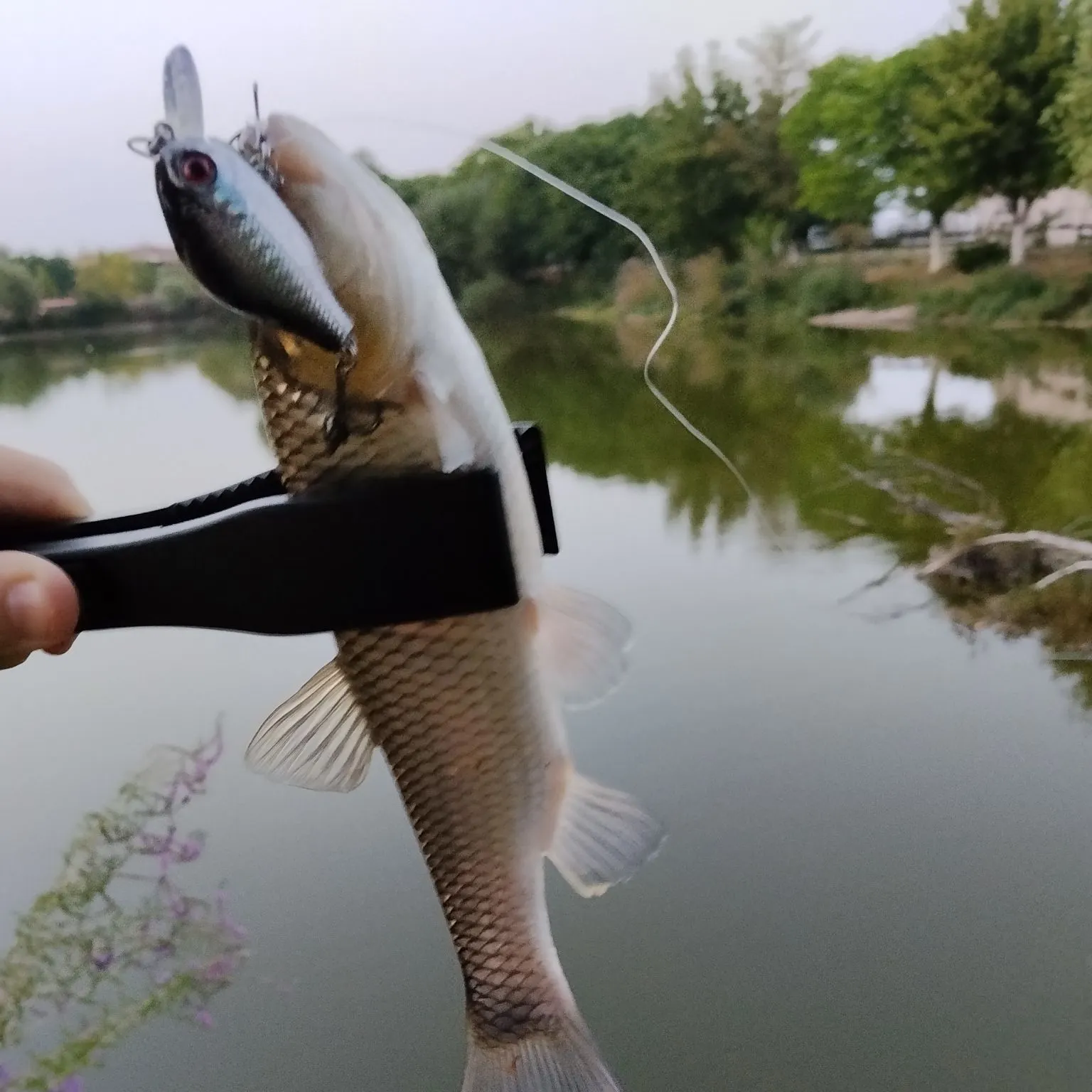 European chub caught on Fishbrain