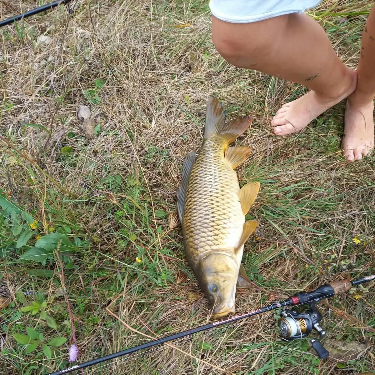 Common carp caught on Fishbrain