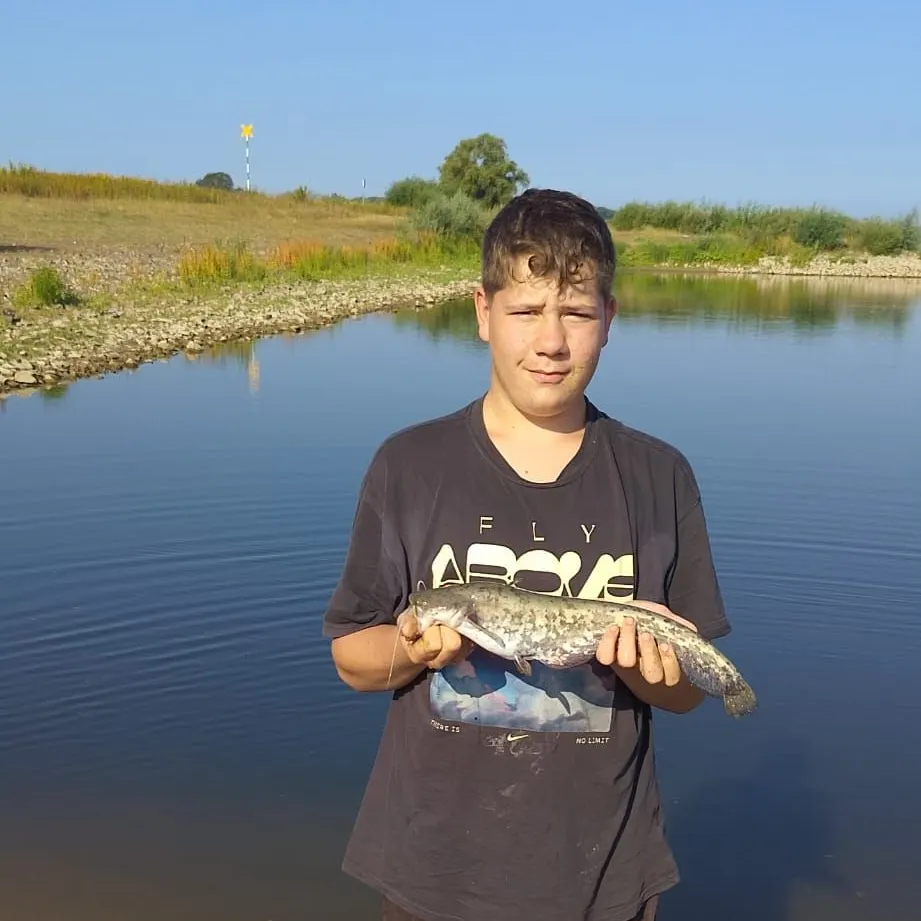 Wels catfish caught on Fishbrain