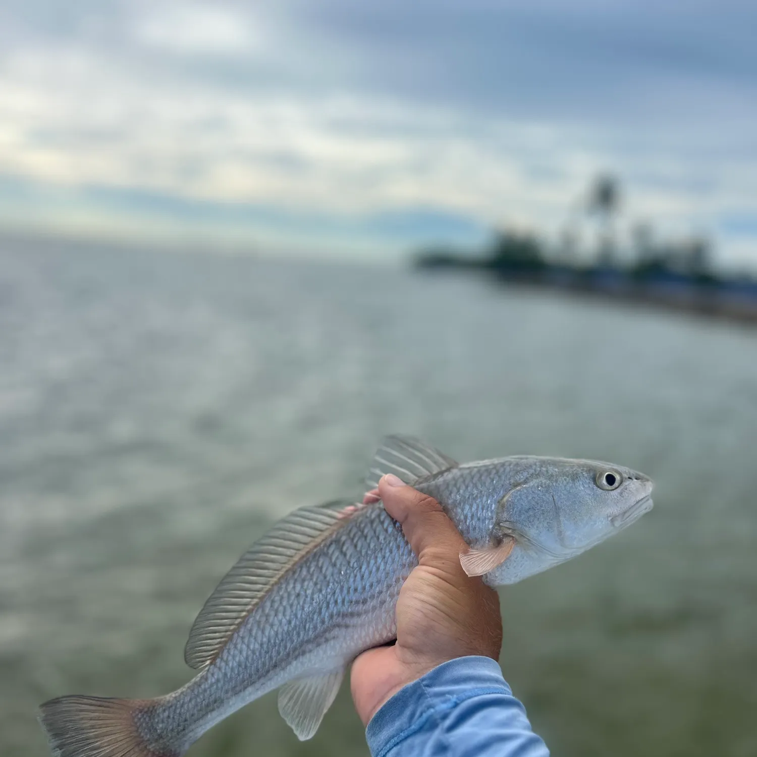 Red drum caught on Fishbrain