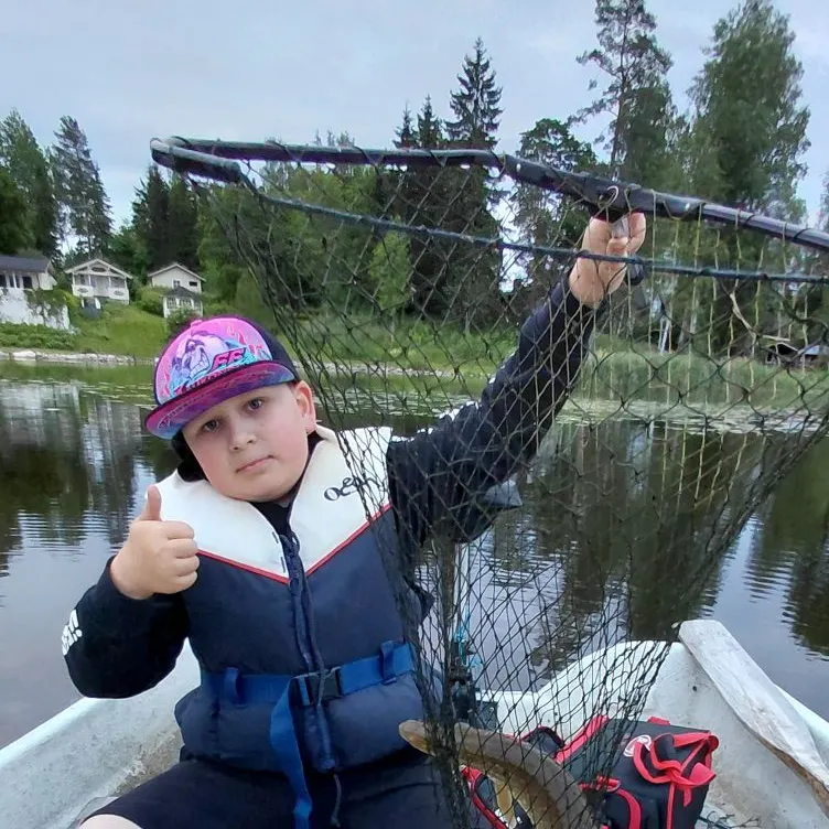 Northern pike caught on Fishbrain