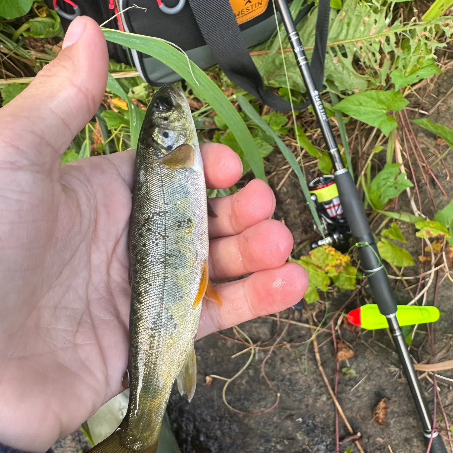 Brown trout caught on Fishbrain