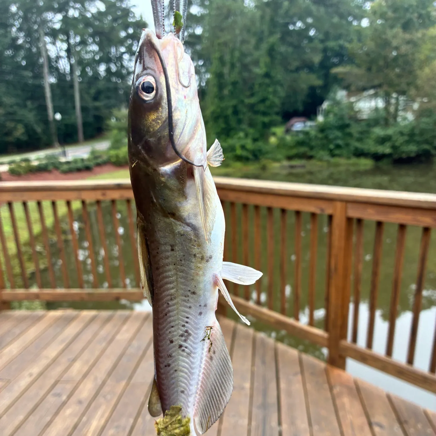 Channel catfish caught on Fishbrain