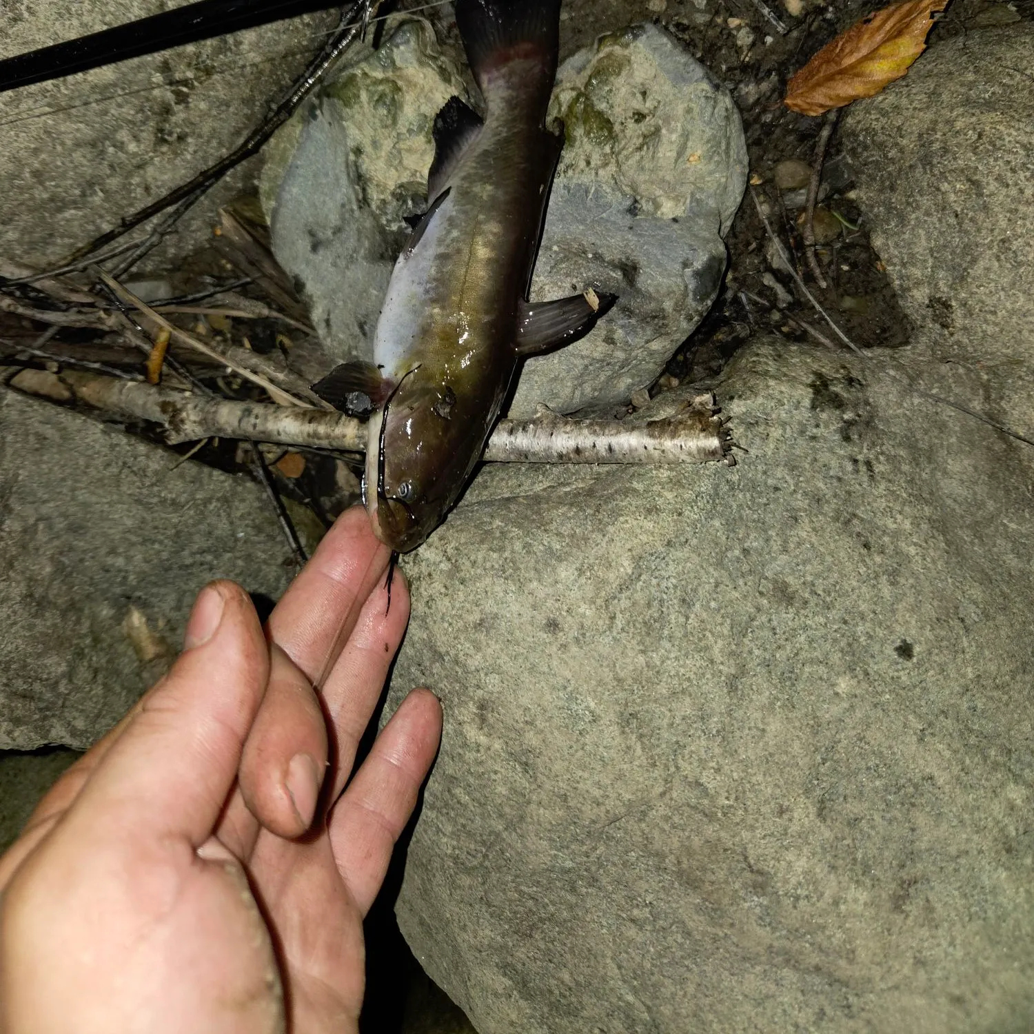 Brown bullhead caught on Fishbrain