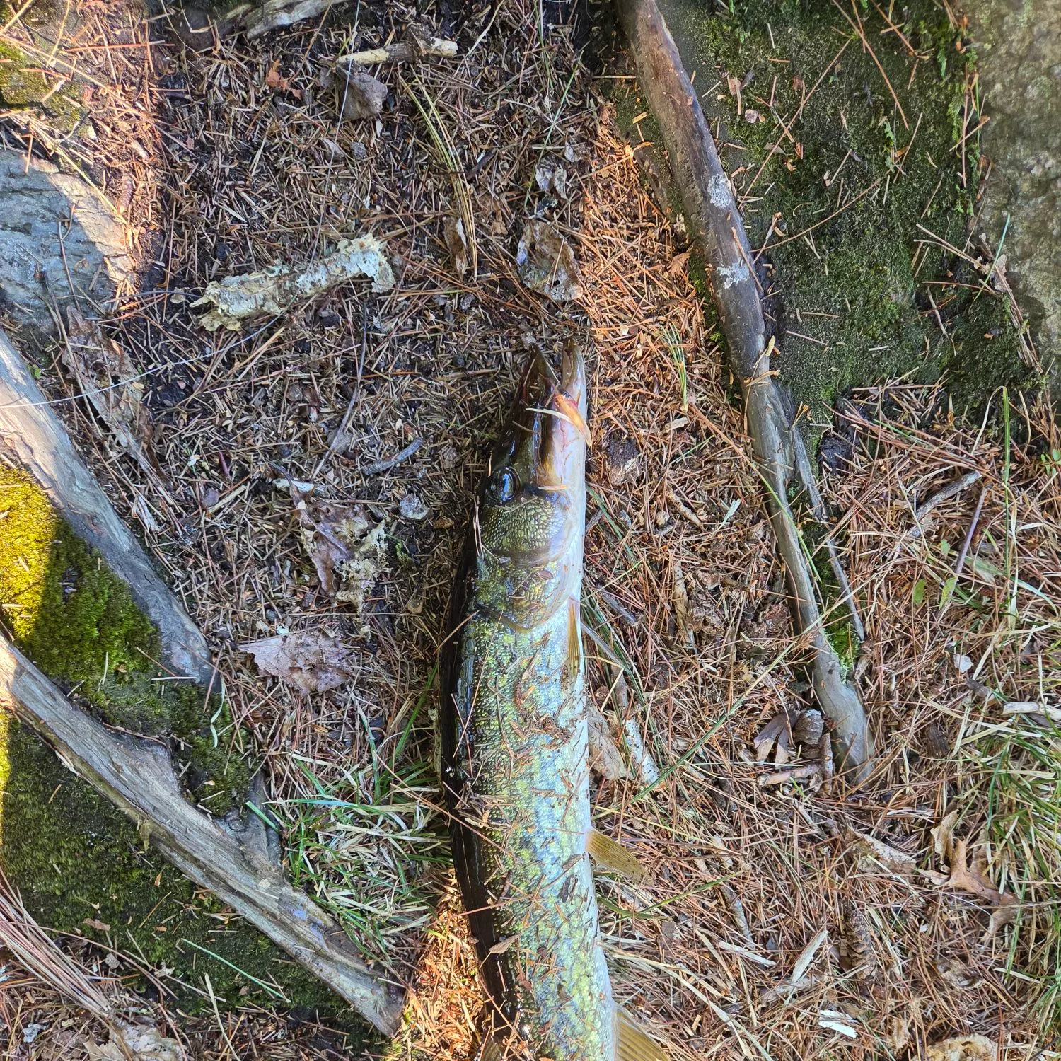 Chain pickerel caught on Fishbrain