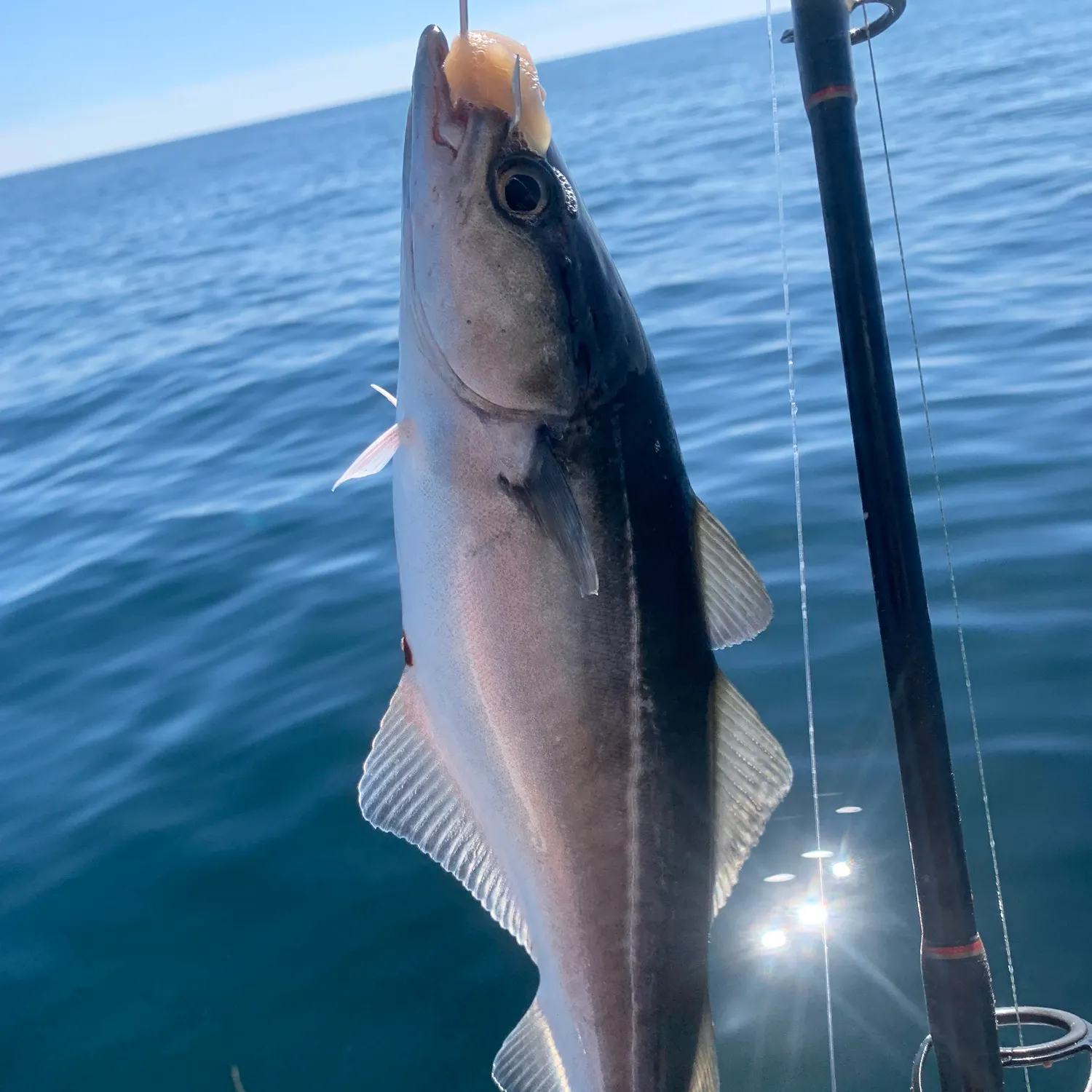 Atlantic pollock caught on Fishbrain
