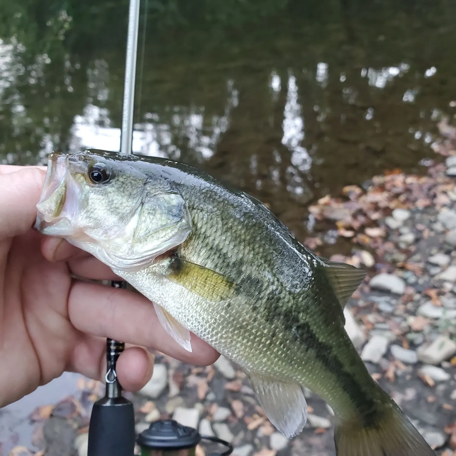 Largemouth bass caught on Fishbrain