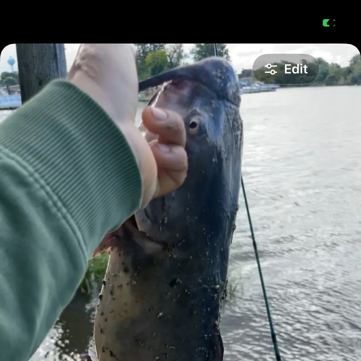 Channel catfish caught on Fishbrain