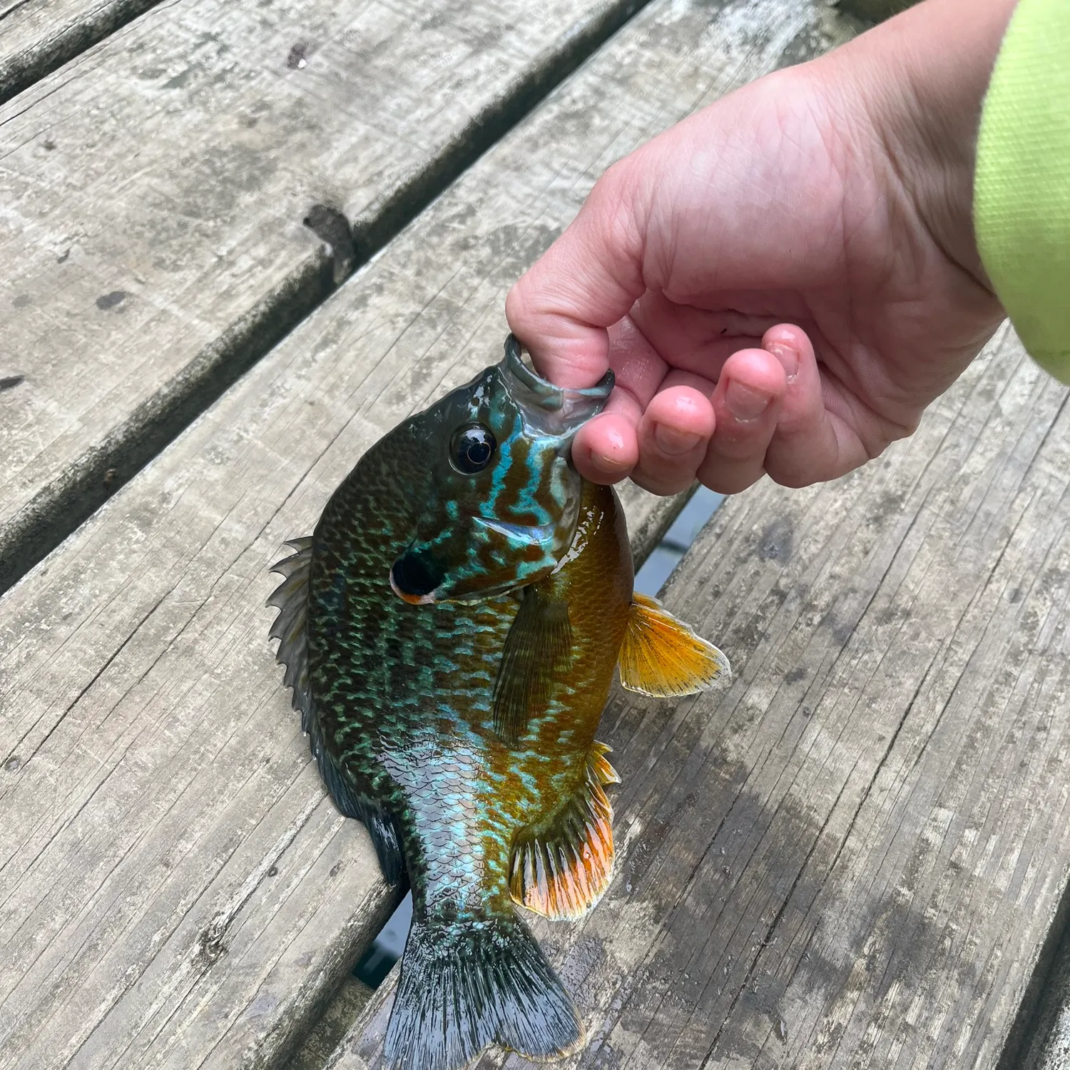 recently logged catches