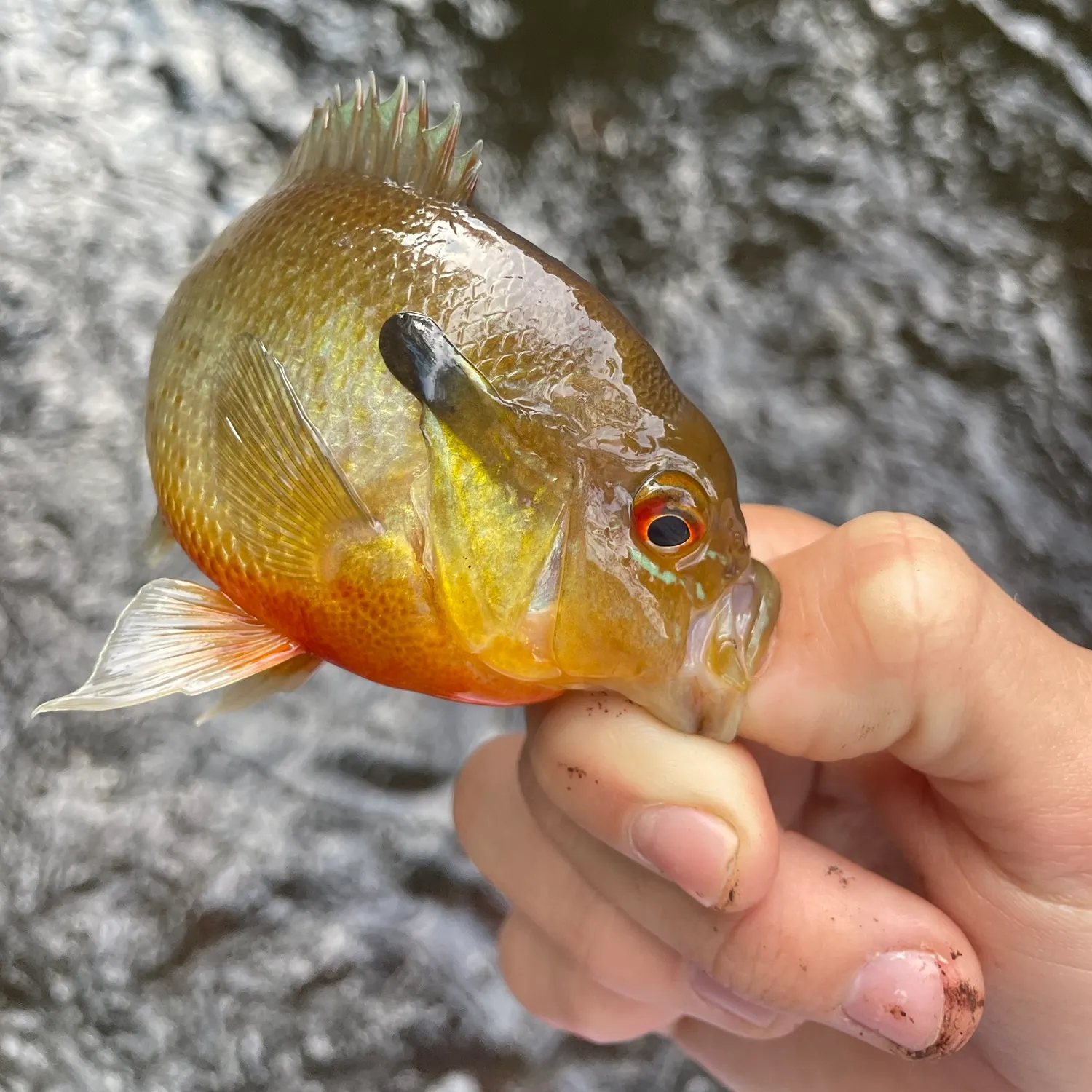 Redbreast sunfish caught on Fishbrain