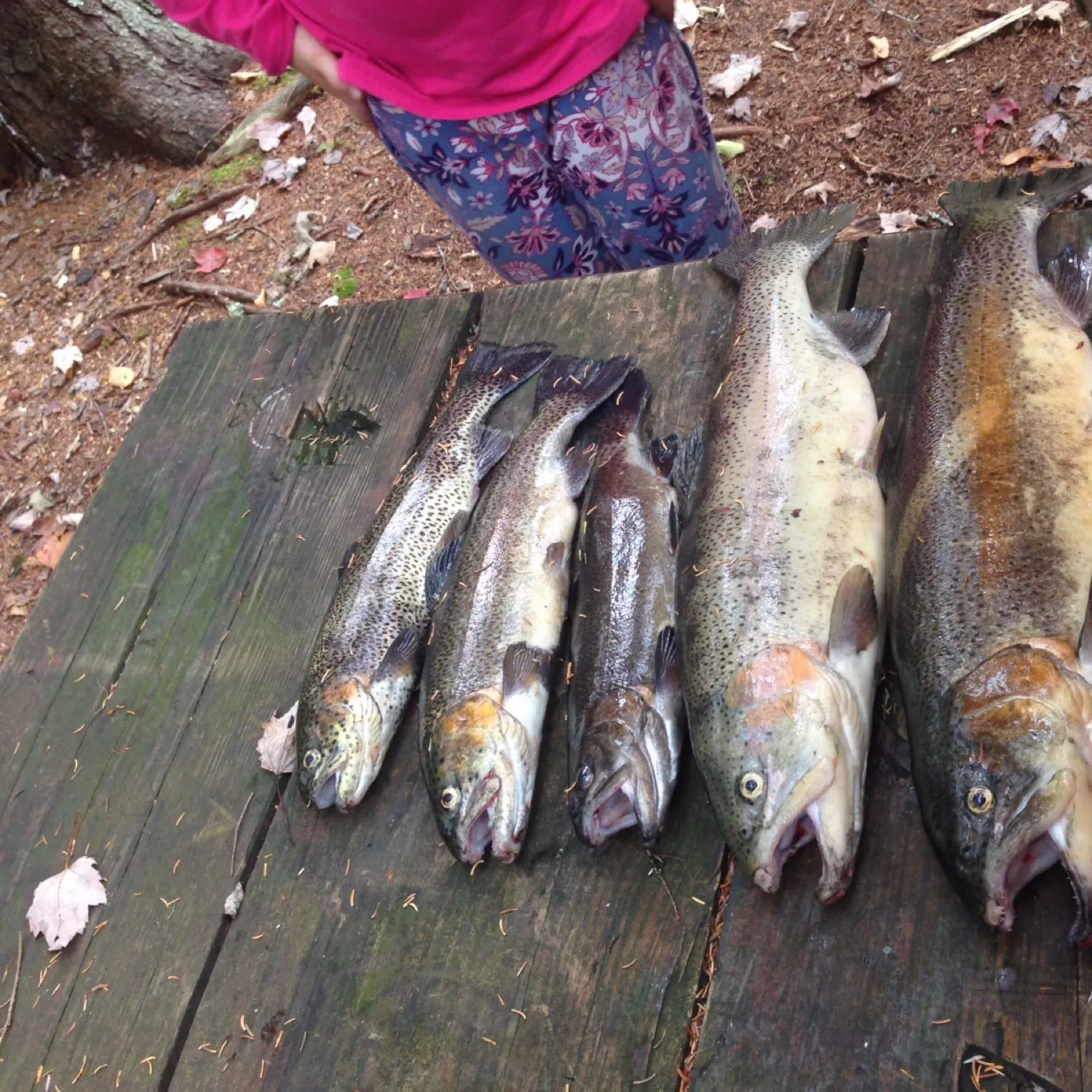 recently logged catches