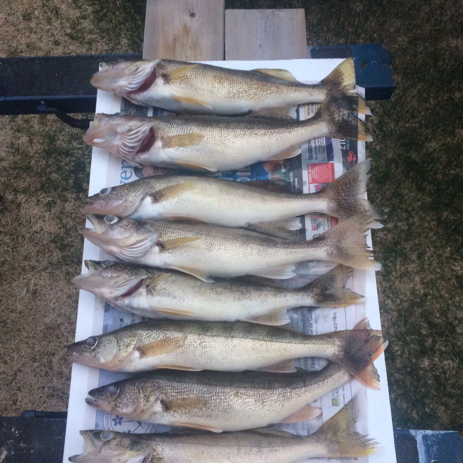 recently logged catches