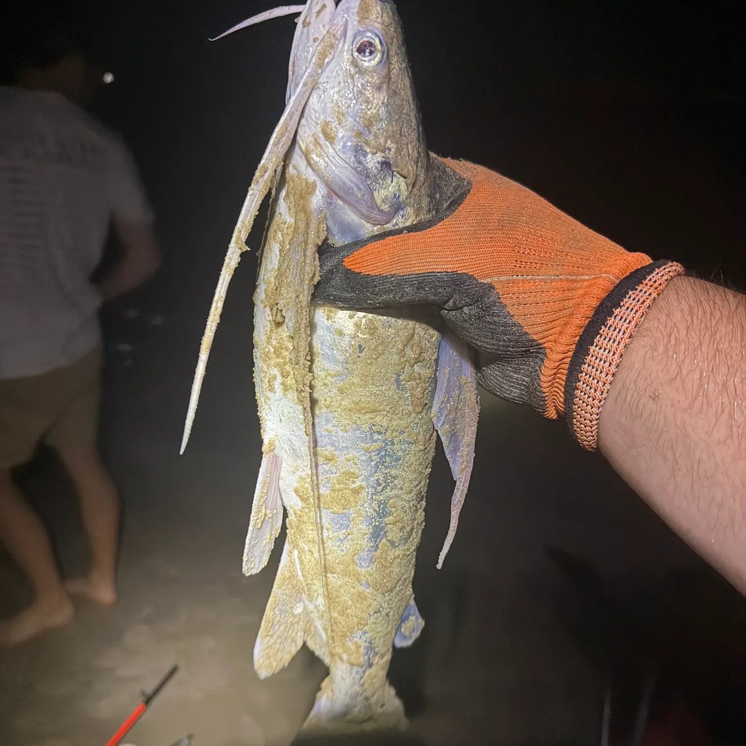Gafftopsail sea catfish caught on Fishbrain