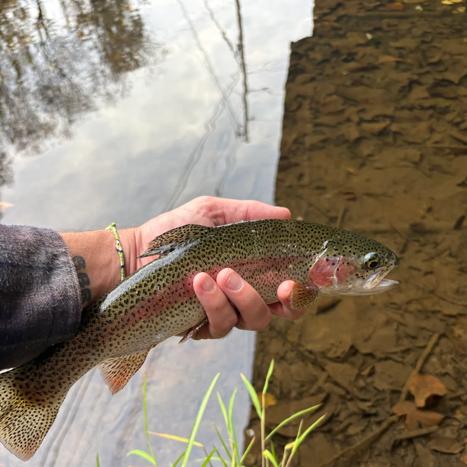 Rainbow trout caught on Fishbrain