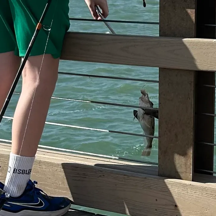 The most recent Striped searobin catches on Fishbrain