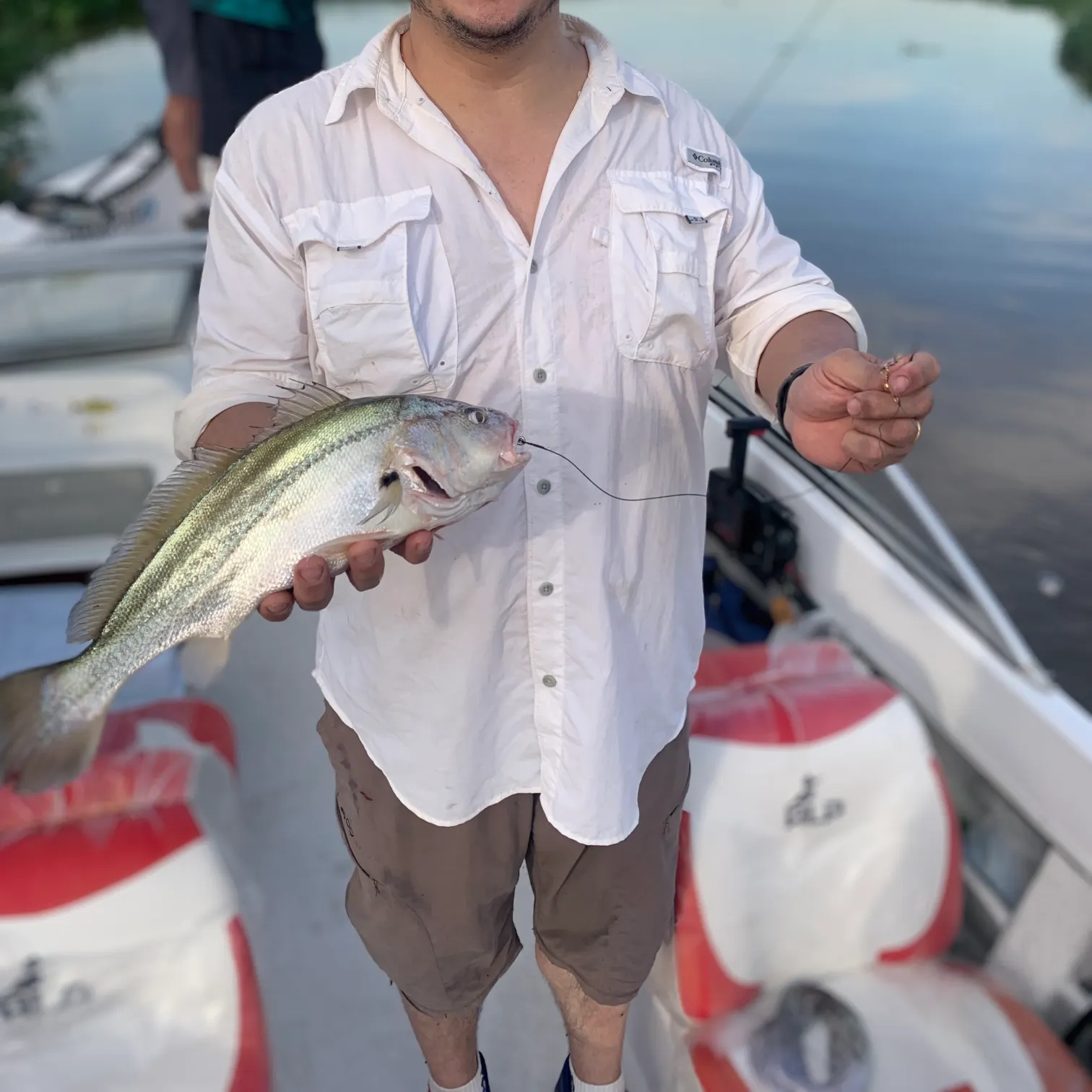 The most recent Corvina drum catches on Fishbrain